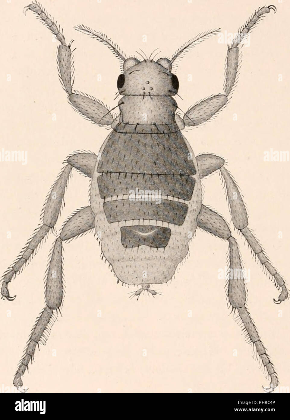 . Die biologische Bulletin. Biologie; Zoologie; Biologie