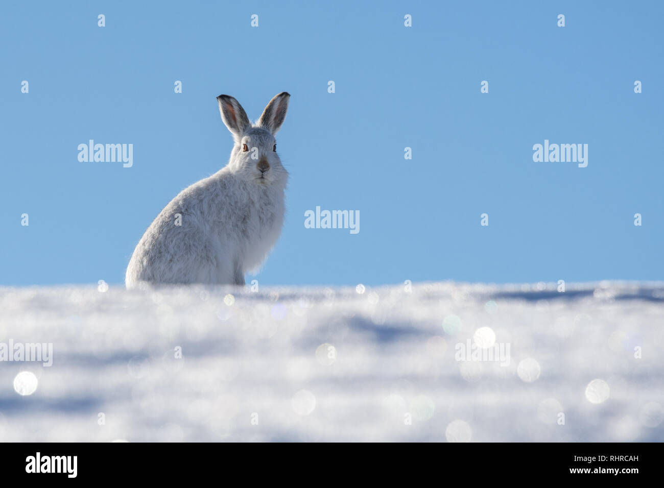 Berg Hase Lepus timidus - in Richtung Kamera saß oben auf der Anhöhe gegen den blauen Himmel - im Cairngorms Nationalpark, Schottland, Großbritannien Stockfoto