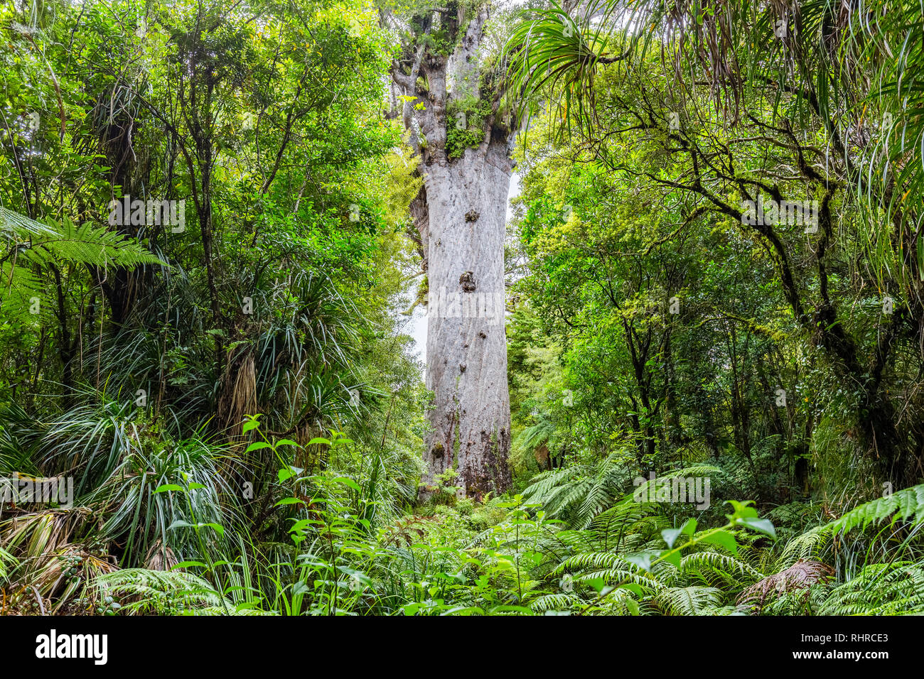Tane Mahatu, Kauri Bäume auf der nördlichen Insel von Neuseeland Stockfoto