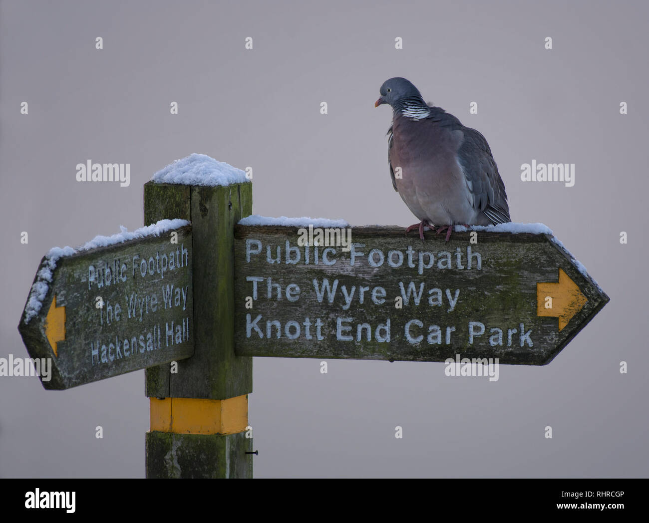 Eine Ringeltaube, Columba Palumbus, sitzen auf einem schneebedeckten Wegweiser zeigen auf Knott Ende, Lancashire, Großbritannien Stockfoto