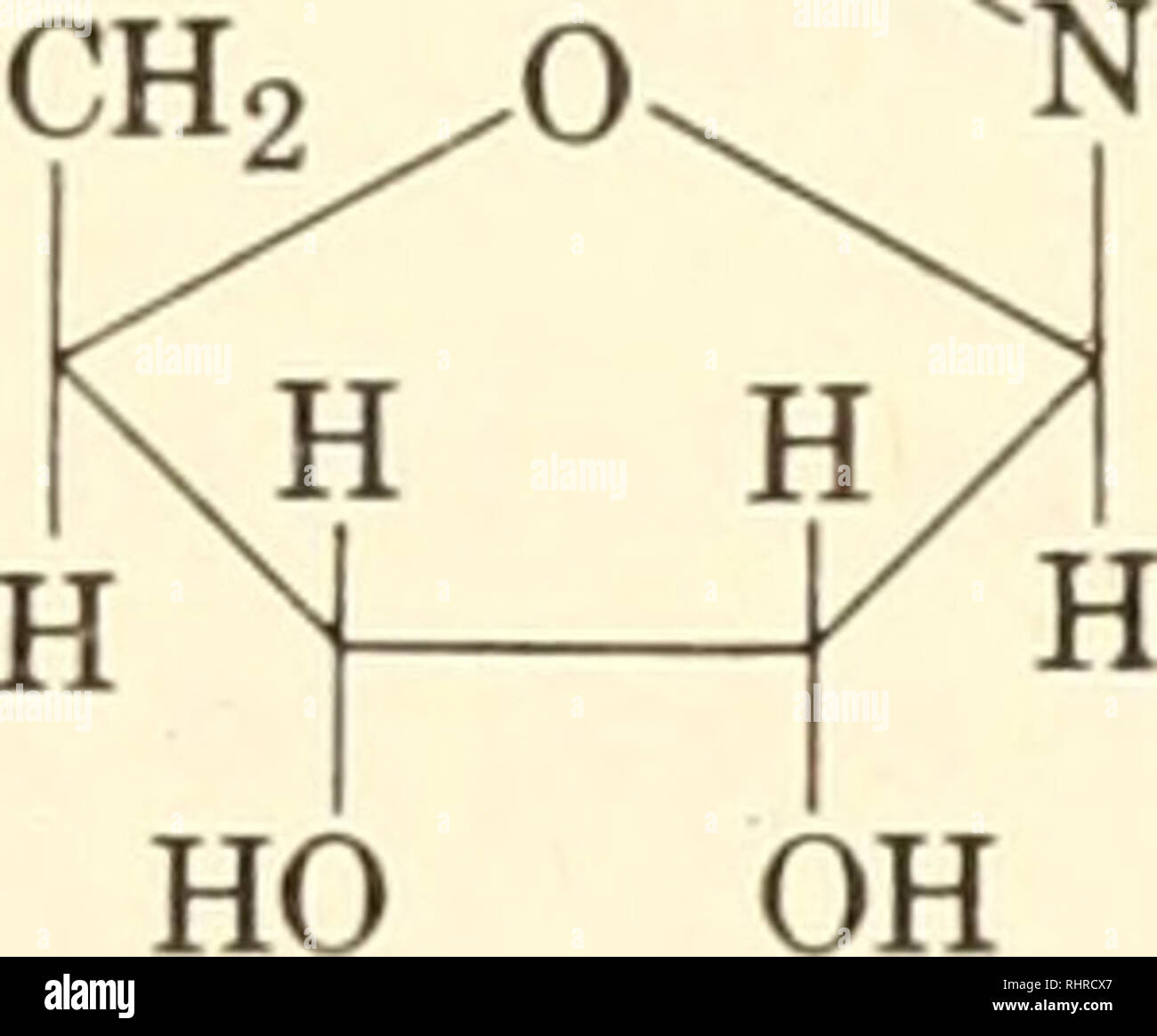 . Biochemie der Pflanzen und Tiere, eine Einführung. Biochemie. O O O - P - 0 - P-O-CH2/O o. 0. N o Uridin diphosphoglucose Galactose-1-Phosphat wird so lange angezeigt, wie das Gleichgewicht Bedingungen nicht erfüllt sind. Der biologischen Synthese von L-Ascorbinsäure (Vitamin C) kann als Beispiel für die Bildung von speziellen Materialien aus hexosen berücksichtigt werden. Studien mit Erbsen und Mungobohnen zeigen, dass diese Säure kann folgendermaßen abgeleitet werden, wo UDP Die uridin Diphosphat Teil des Moleküls darstellt: CH2OH COOH 0. H. Bitte beachten Sie, dass diese Bilder extrahiert werden aus der gescannten Seite Bilder, die haben können Stockfoto