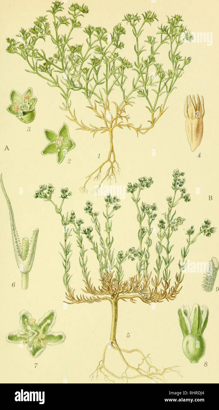 . Billeder af Nordens Flora. Pflanzen, Pflanzen, Pflanzen. 638. A. ENAARIG KNAVEL, scleranthus annuus B. FLERAARIG KNAVEL, scleranthus perennis. Bitte beachten Sie, dass diese Bilder sind von der gescannten Seite Bilder, die digital für die Lesbarkeit verbessert haben mögen - Färbung und Aussehen dieser Abbildungen können nicht perfekt dem Original ähneln. extrahiert. Mentz, August, 1867-1944; Ostenfeld, C.H.(Carl Hansen), 1873-1931. København, G.E.C. der Gad forlag Stockfoto