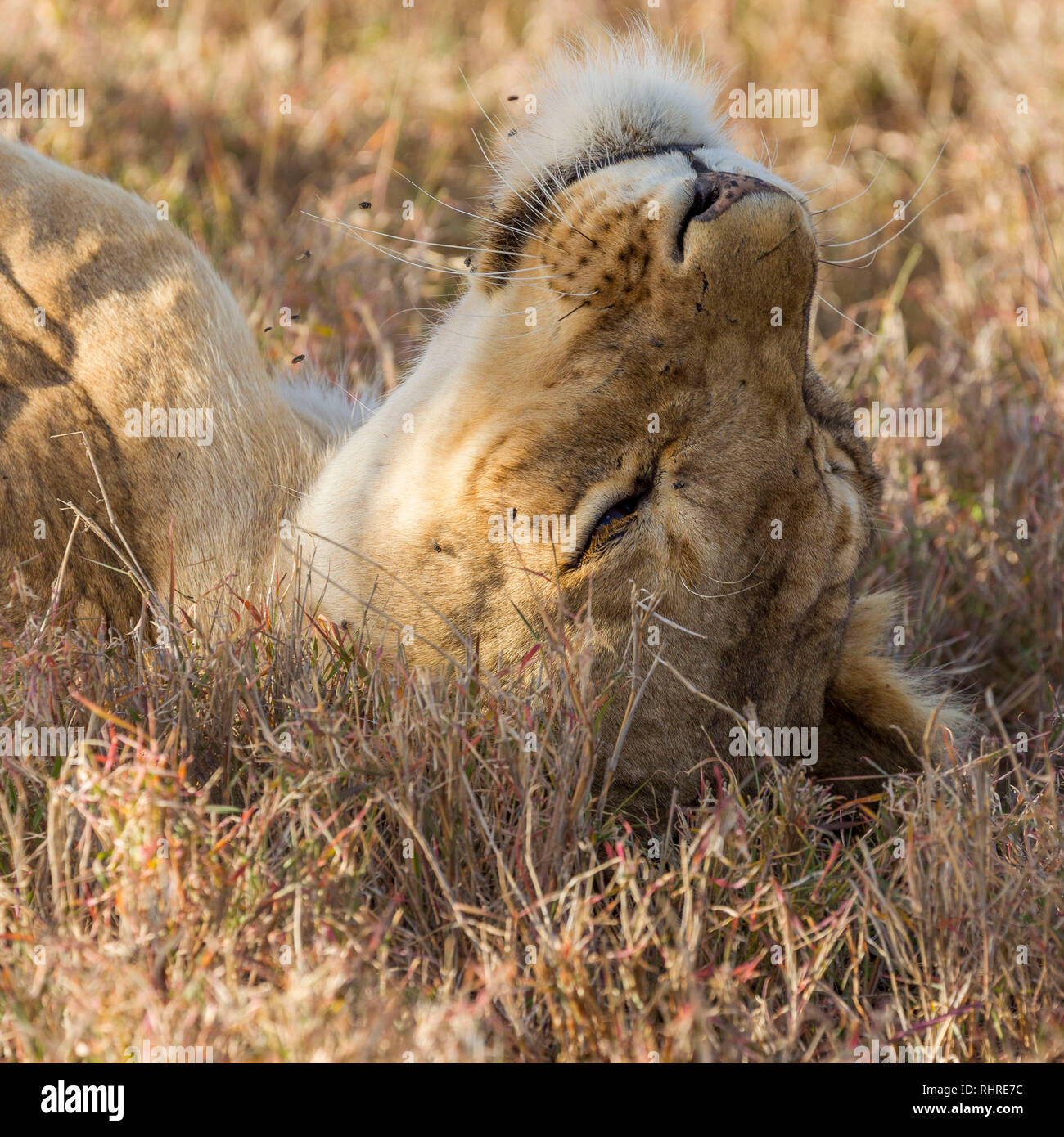 Eine einzelne löwin im Schatten während des Tages, Leiter nur und sah, Lewa Conservancy, Lewa, Kenia, Afrika Stockfoto