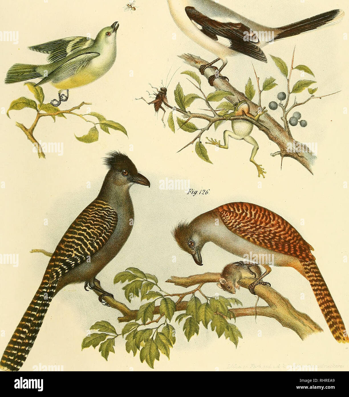 . Bilder - Atlas zur Wissenschaftlich - populären Naturgeschichte der Vögel in human sämmtlichen Hauptformen. Vögel. Fi ff f2J^. P/f/. J?S... / Vf/./'.' Ich//(â / â. V / f/~0'r // // // f/f) y/r/-f Vi/-r/I-III "nu/iordcviixis) anbringen././?.">. Pro t/nisyr ll) I/f/c/f/r/iiiix I-. Rri (hi ICH oder). F/Z/./' - 'O'. Der i/riiic / r l/iiscliiniiran ('/'/niuiiin/i/iilnx kikIiiliiIii-:. Bitte beachten Sie, dass diese Bilder sind von der gescannten Seite Bilder, die digital für die Lesbarkeit verbessert haben mögen - Färbung und Aussehen dieser Abbildungen können nicht perfekt dem Original ähneln. extrahiert. Fitzing Stockfoto