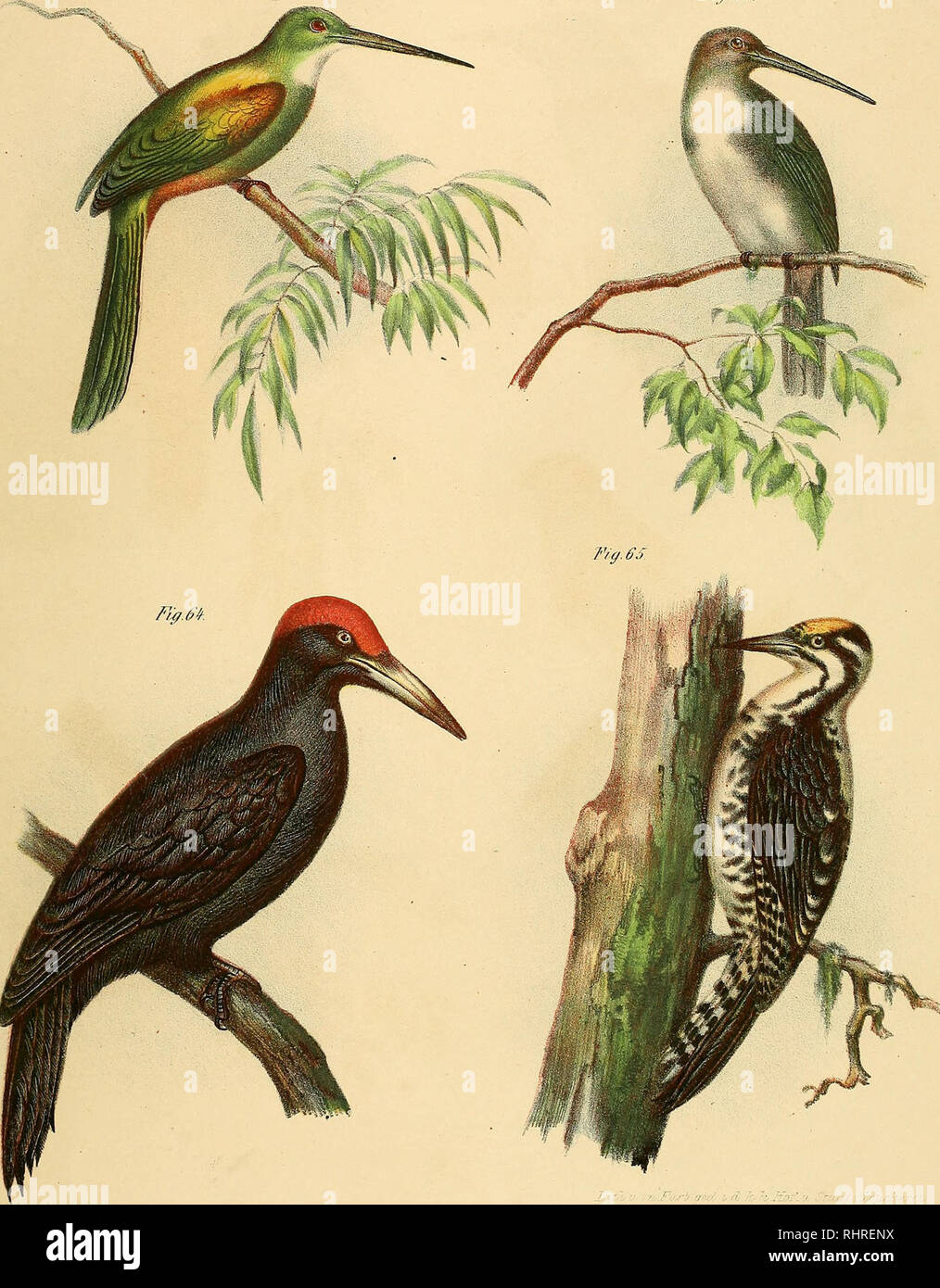 . Bilder - Atlas zur Wissenschaftlich - populären Naturgeschichte der Vögel in human sämmtlichen Hauptformen. Vögel. /%. Ff2. Fiff. ffS.. Â' ii/.('.''. Igv-hi ((. ll (iiiiixi 'Li f Sliiiiiiiiff - (r/(inl> riifiiixMurilii. s'j. y' ifl. O '.' i/J</'//Ri//i'i // f//FF//L, Y/j (ih/(/-'ir / / / / / r. s'//â ¢/f/(wenn /i//i,.â â¢â¢).. Bitte beachten Sie, dass diese Bilder sind von der gescannten Seite Bilder, die digital für die Lesbarkeit verbessert haben mögen - Färbung und Aussehen dieser Abbildungen können nicht perfekt dem Original ähneln. extrahiert. Fitzinger Leopold Joseph, 1802-1884; Fitzinger Leopold Joseph Stockfoto