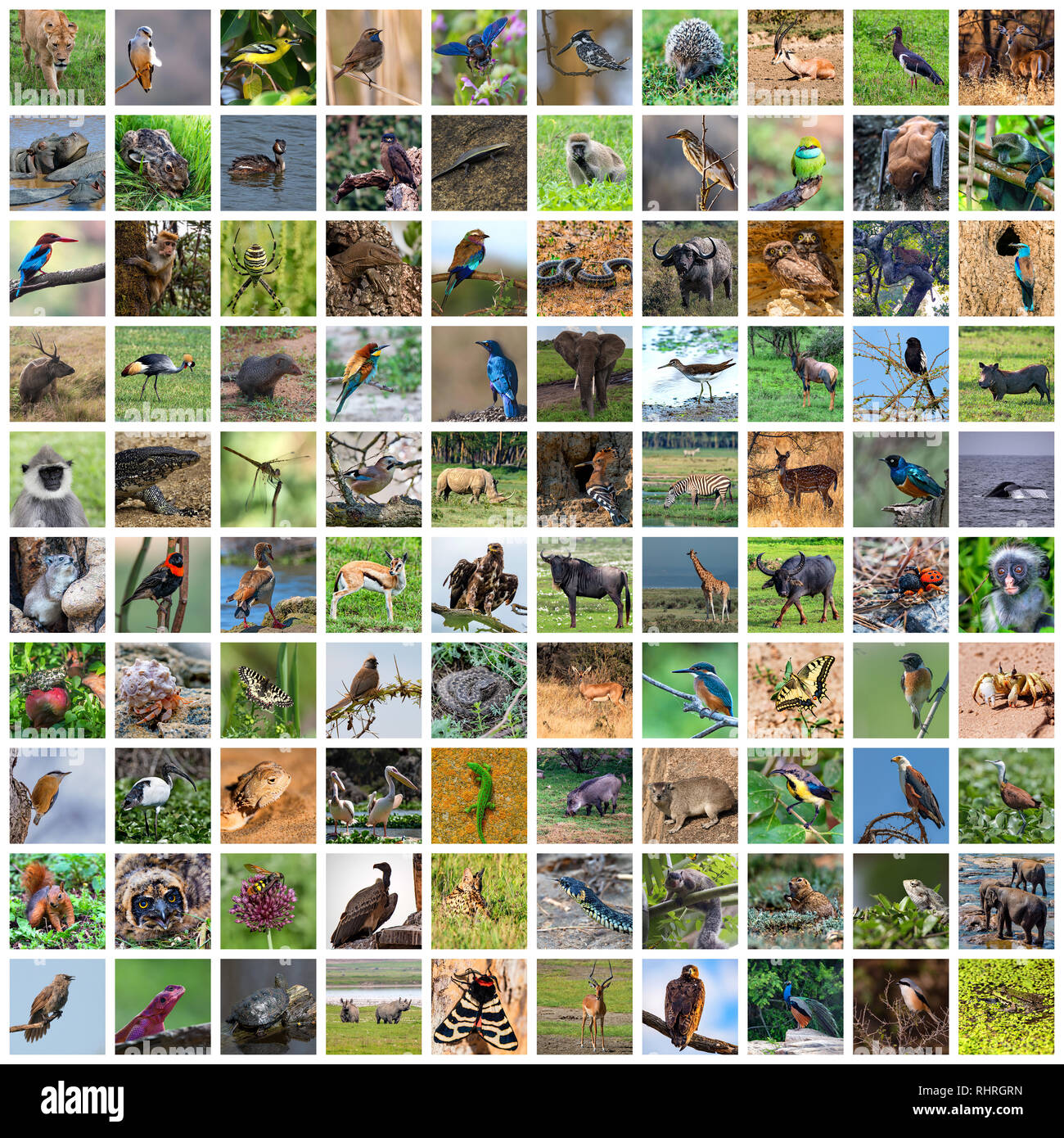 Sammlung von wildlebenden Pflanzen und Tieren der Welt Fotos Stockfoto