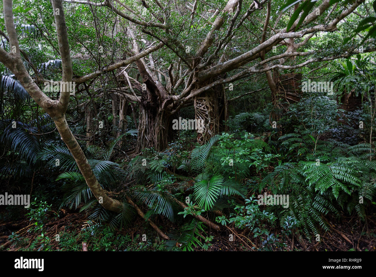 Bume und Farne in ppigen tropischen Regenwald, flachkopfkatze Insel,  yaeyama Inseln, Okinawa, Japan Stockfotografie - Alamy