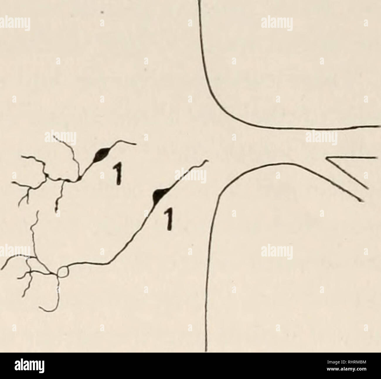 . Die biologische Bulletin. Biologie; Zoologie; Biologie; Meeresbiologie. Abb. 4. Horizontalen Abschnitt von dorsal Root angezeigt Ganglienzellen im Kofferraum und Rami. Von zwei Abschnitte miteinander kombiniert. Abb. 5. Zwei Zellen, deren neurites auf einmal auf der anderen Seite der Schnur ramify. Sie scheinen, als ob sie über waren sie einzugeben. Ich kann mir keine andere Ursache für diese Krümmung der Fasern in die Wurzeln mit Ausnahme der möglichen aktiven Migration der Ganglienzellen. An die Stelle der Verzweigung der dorsalen Wurzeln in dorsalen und ventralen Rami ist von Interesse. Die Verzweigung erfolgt selten nahe unter der Dermis Stockfoto