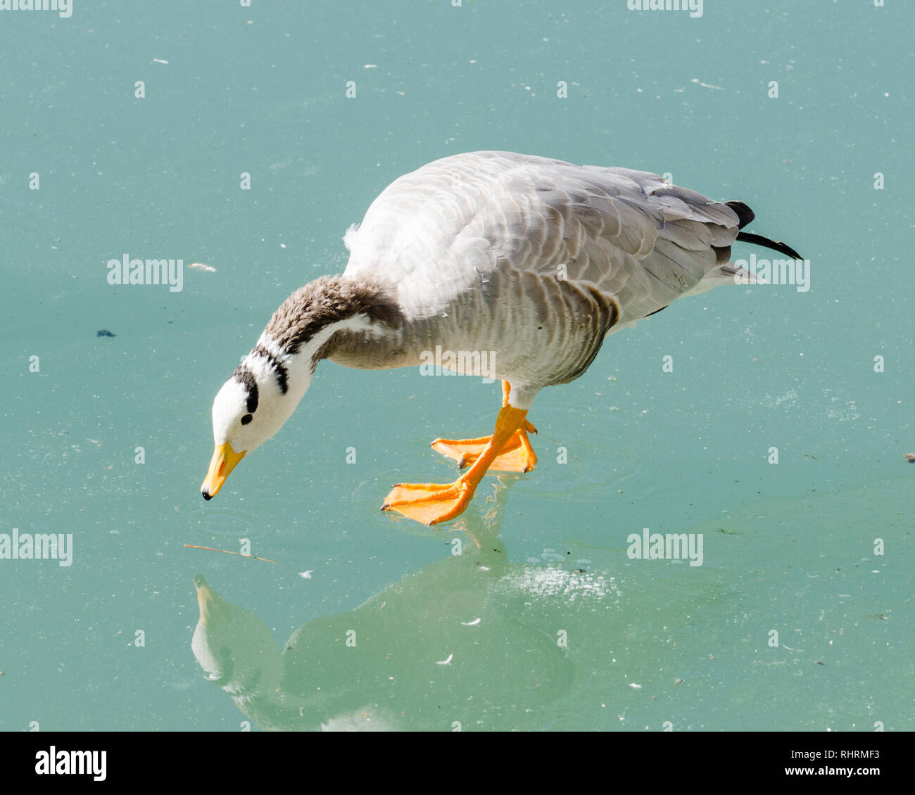 Bar-headed Goose auf einem zugefrorenen See in Zongjiao Lukang Park, Lhasa, Tibet Stockfoto