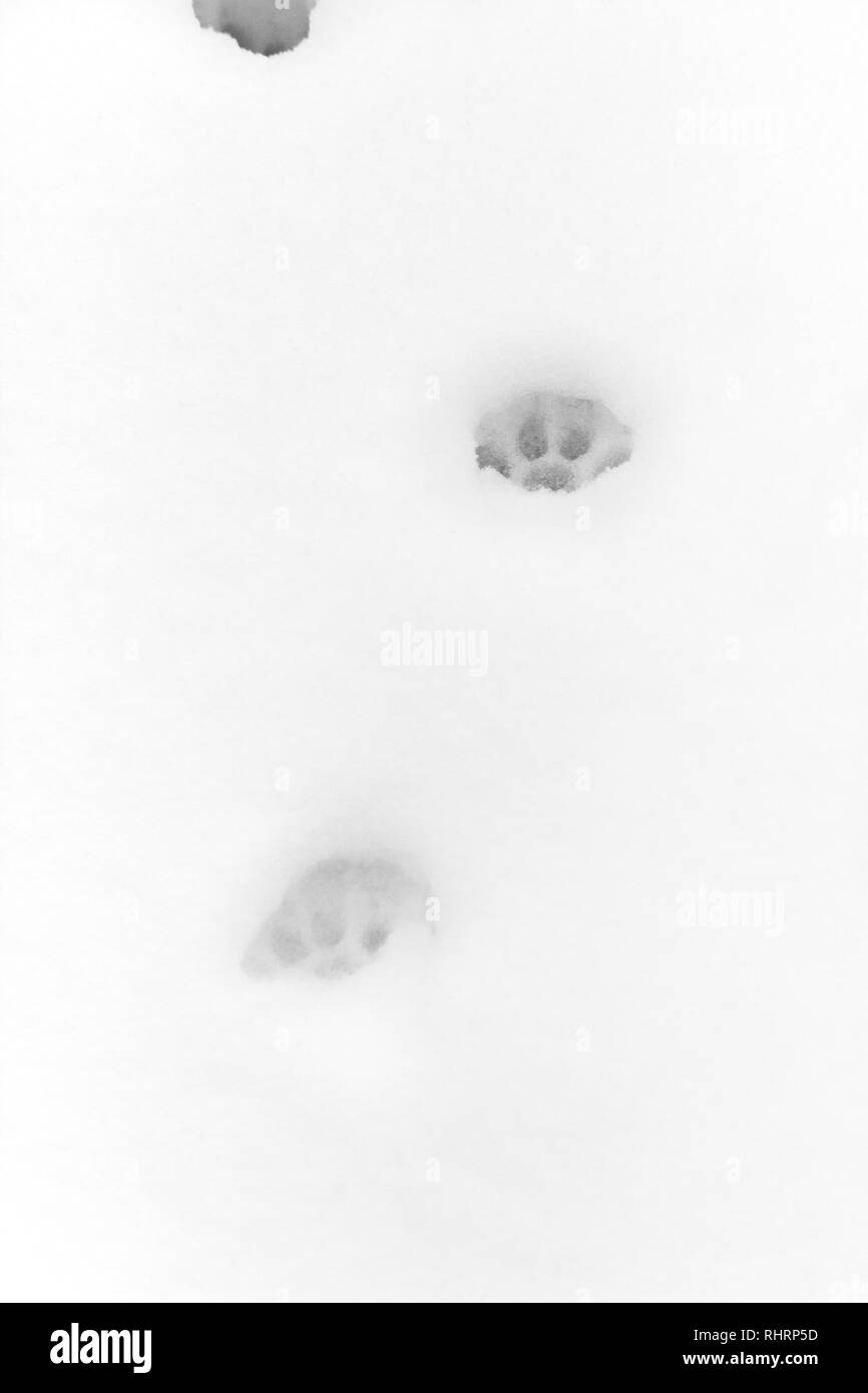 Katze-Spuren im Schnee Stockfoto