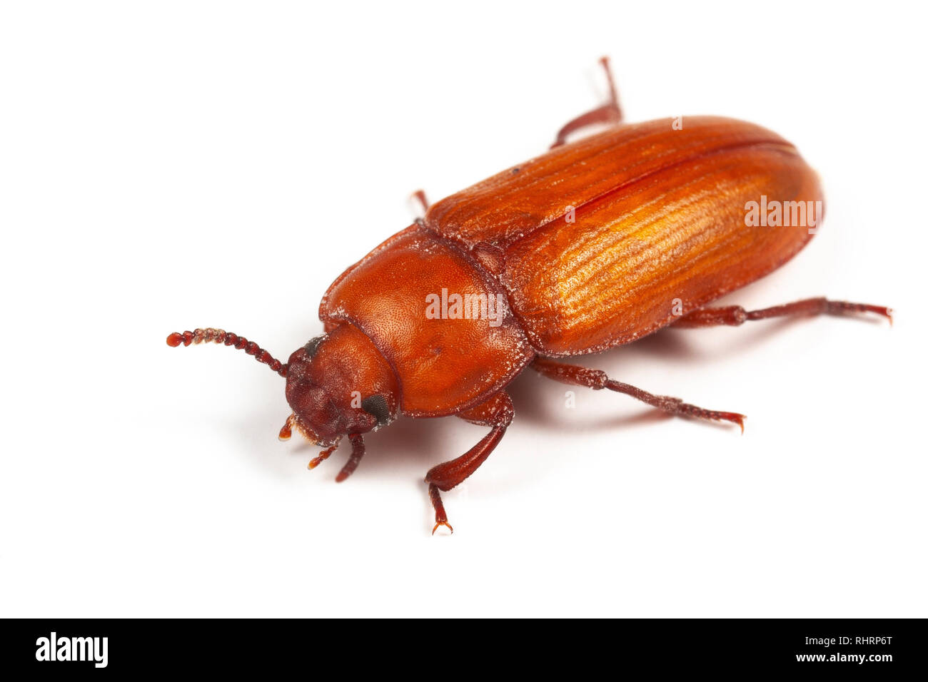 Nach mealworm Käfer, Tenebrio Molitor, eine Plage von Lebensmitteln, auf weißem Hintergrund Stockfoto