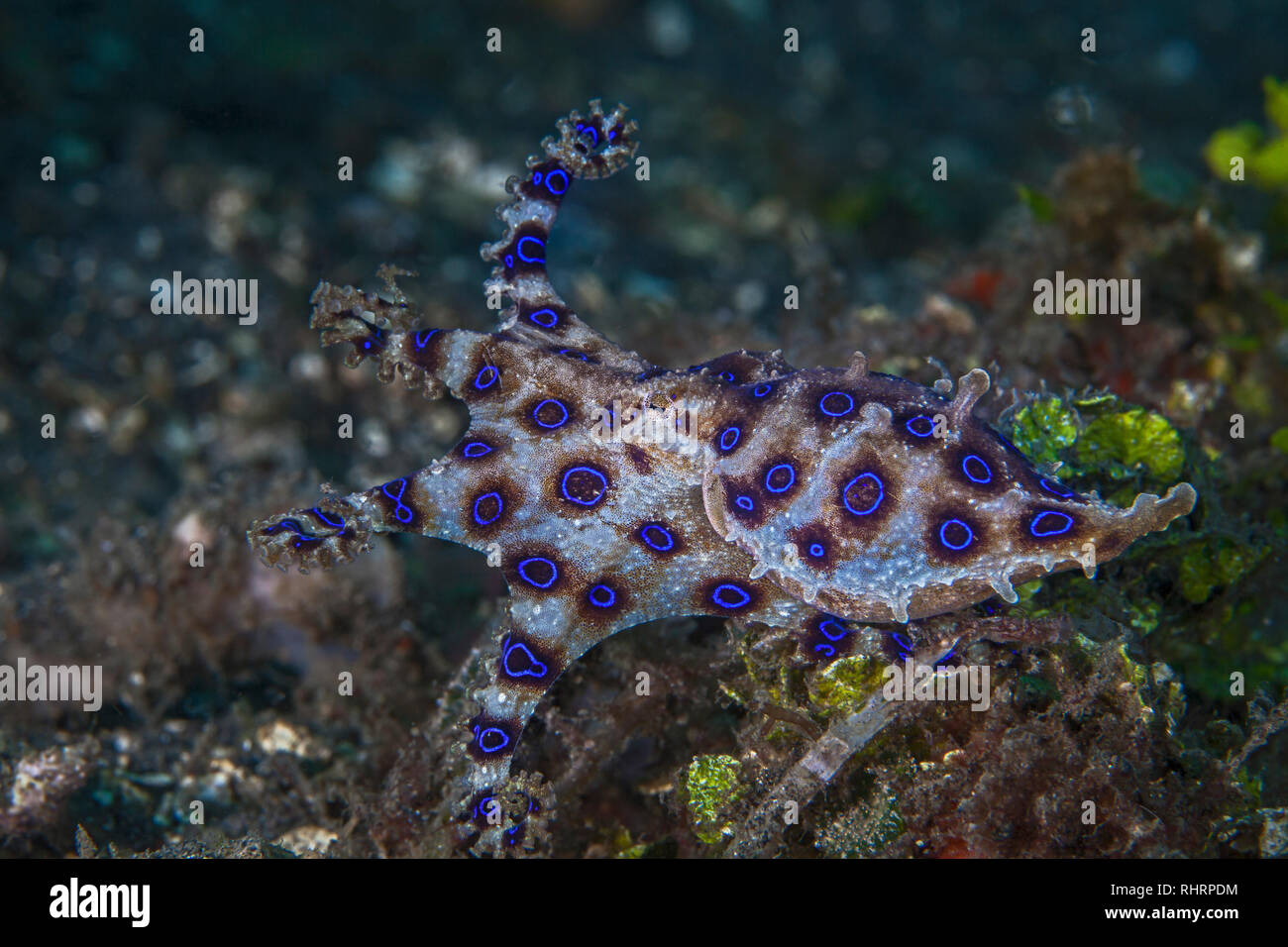 Bluering Octopus flairs Tentakeln bei Austritt. Lembeh Straits, Indonesien. Stockfoto