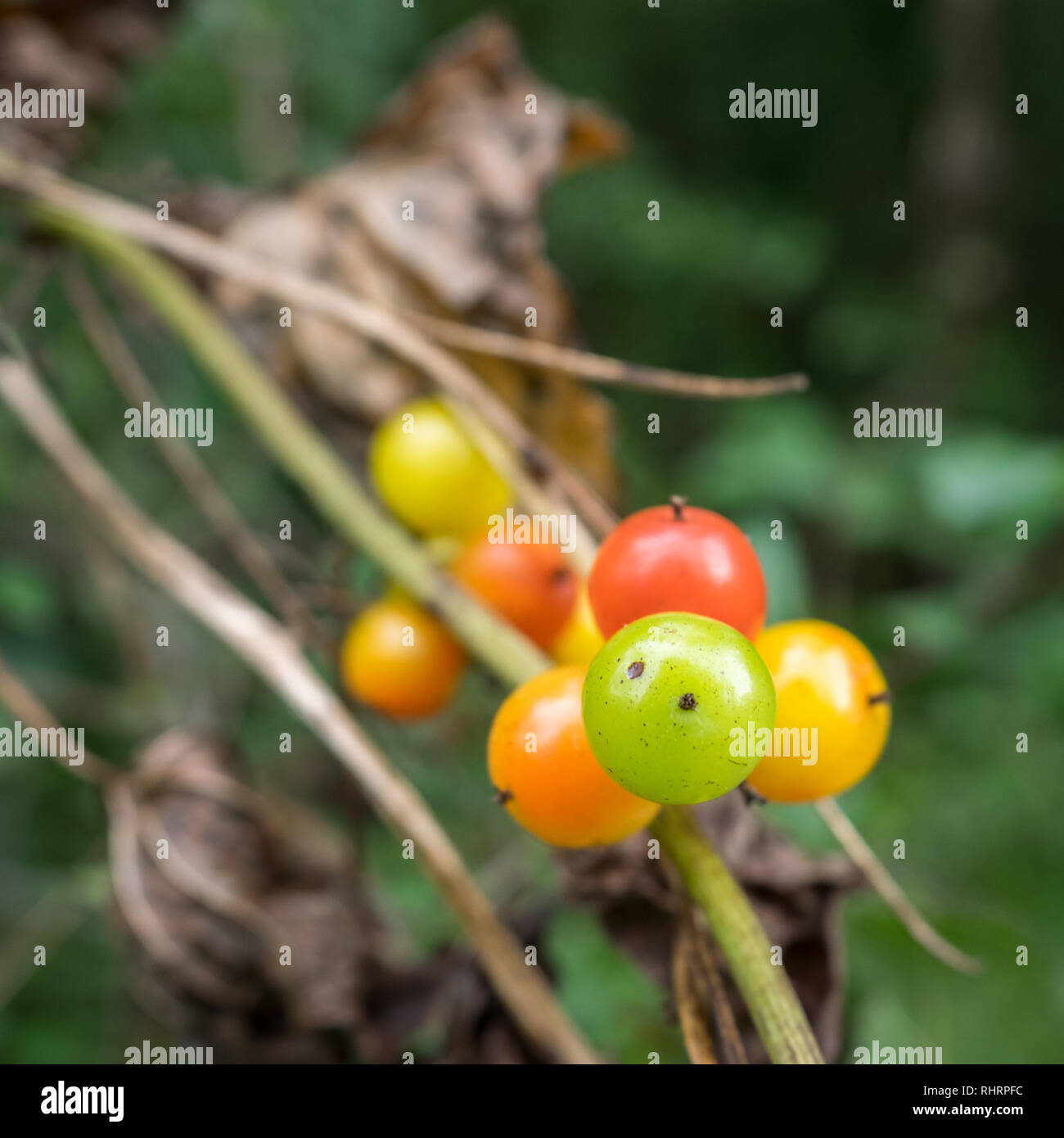 Nahaufnahme Detail eines Clusters Bündel Gruppe von white Bryony Beeren gesehen von unten in eine herbstliche Hecke auf dem BRITISCHEN Stockfoto