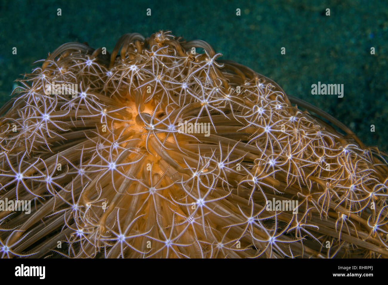 Schließen Sie herauf Bild von Veretillum sp. Meer pen am Meeresboden. Ambon, Indonesien Stockfoto