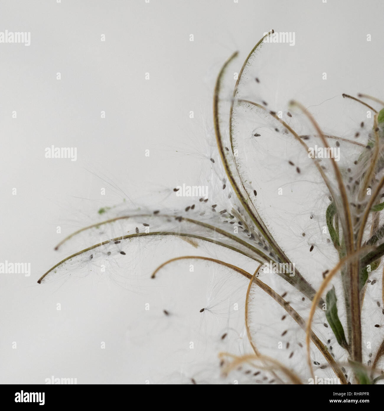 Nahaufnahme Makro Detail eines Rosebay Weidenröschen Weidenröschen öffnen Samen Kopf im Herbst in Großbritannien Stockfoto