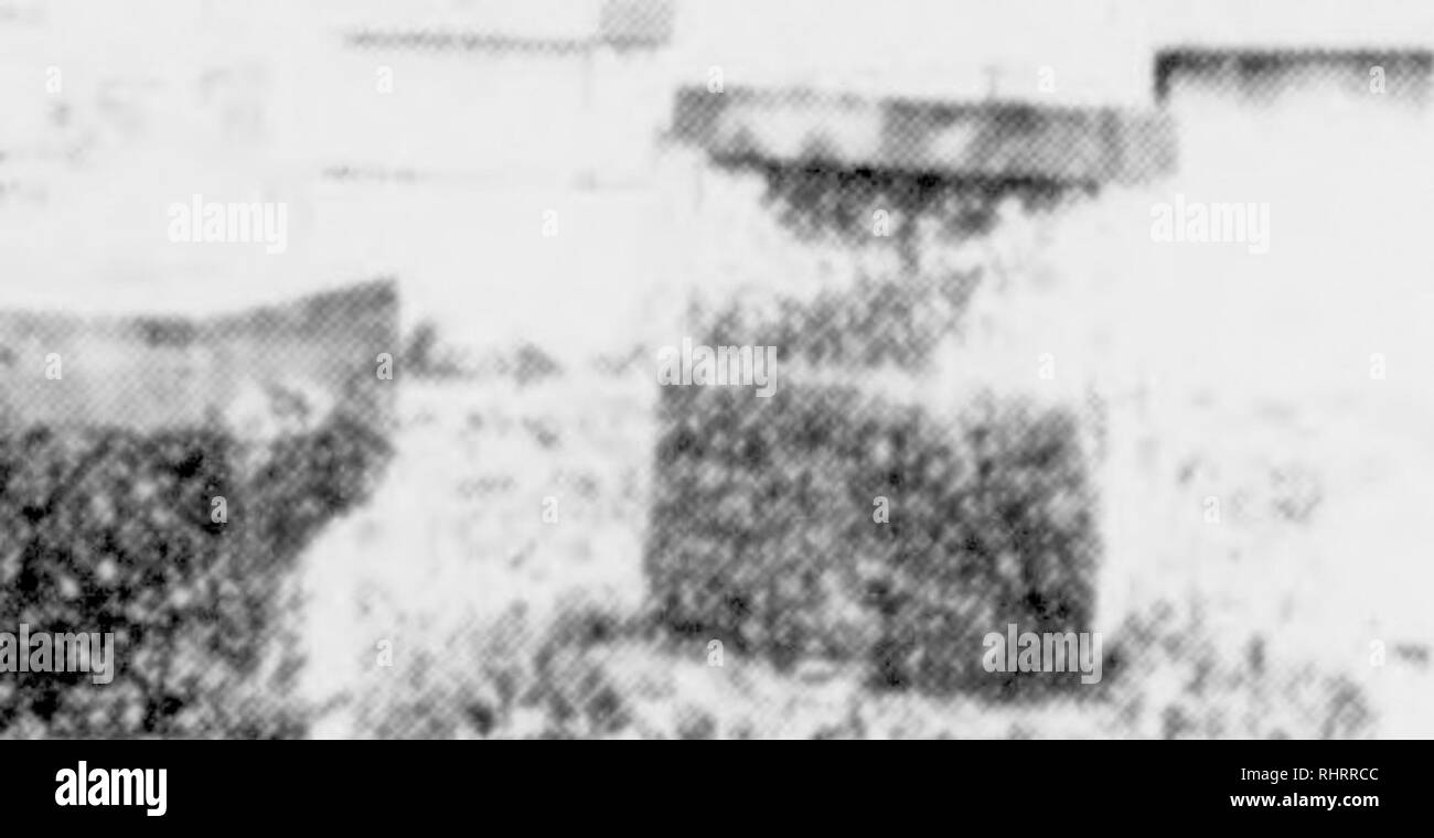Biggle Biene Buch Microform Ein Schwarm Fakten Uber Praktische
