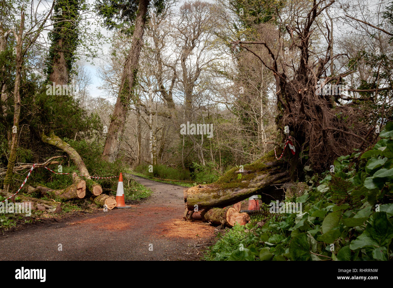 In einer blockierten Gasse im Killarney National Park, County Kerry, Irland, umgestürzte Baumstämme gesägt und geräumt Stockfoto