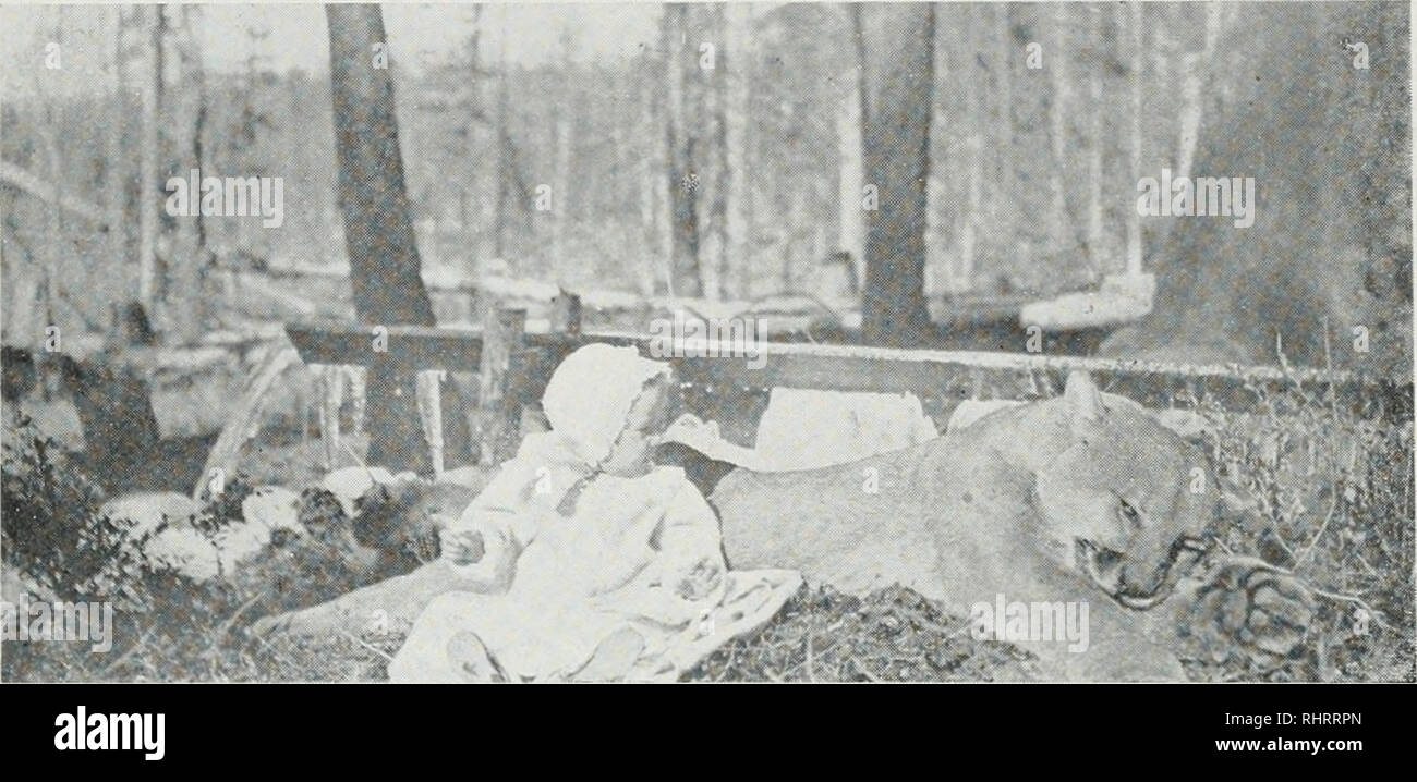 . Zweijahresbericht, Montana Wild und Fisch Kommission, Zustand von Montana. Montana Fisch und Wild Kommission; Spiel; Artenschutz; Fischerei. tTJ-i^w.. Mountain Lion getötet im nördlichen Montana, innerhalb von 200 Yards der Baby. in Dawson County, als es eine Kette von kleinen Seen und Teiche, die von Sidney zu den Musselshell River ist. Während der späten Herbst Jahreszeit, es gibt auch gute Ente schießen auf alle Ströme in diesem Abschnitt. Die Fische in diesen östlichen Streams sind Hecht, Wels, Ling, Stör, buffalo Fisch und Karpfen, und in einer der großen Ströme als die Gelbe gefangen Stockfoto