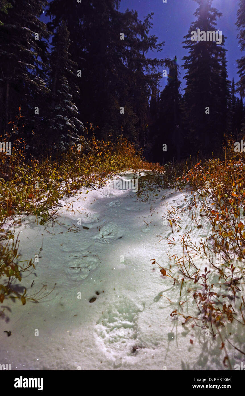 Grizzly tragen Spuren im Schnee in der Nacht bei Mondschein im Herbst. Purcell Mountains, Nordwesten von Montana. (Foto von Randy Beacham) Stockfoto