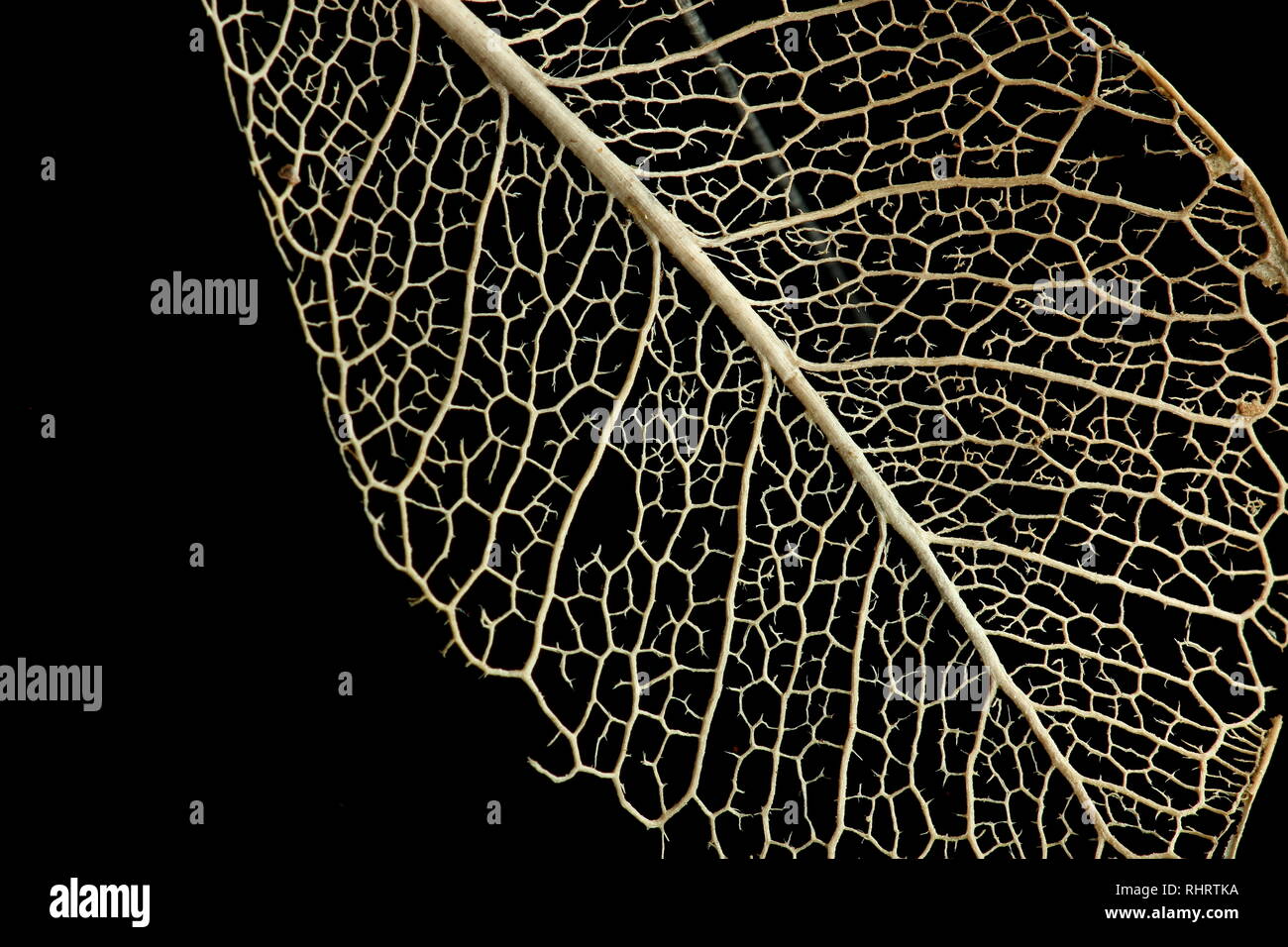 Blatt-Skelett Stockfoto