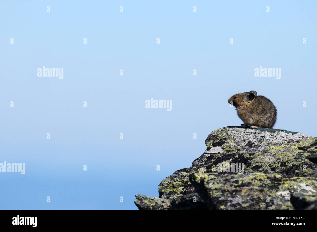 Pika auf einem Talushang in der Mount Robinson Straßenlosen Bereich. Kootenai National Forest, Purcell Mountains, Nordwesten von Montana. (Foto von Randy Beacham) Stockfoto