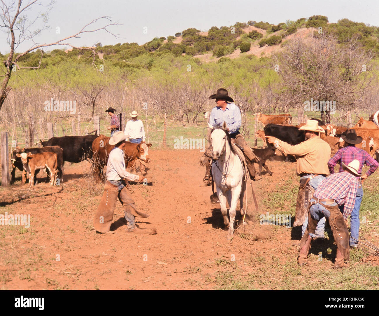 Cowboy ziehen ein Kalb zu den Brand branding Zeit auf einem Texas Ranch Stockfoto