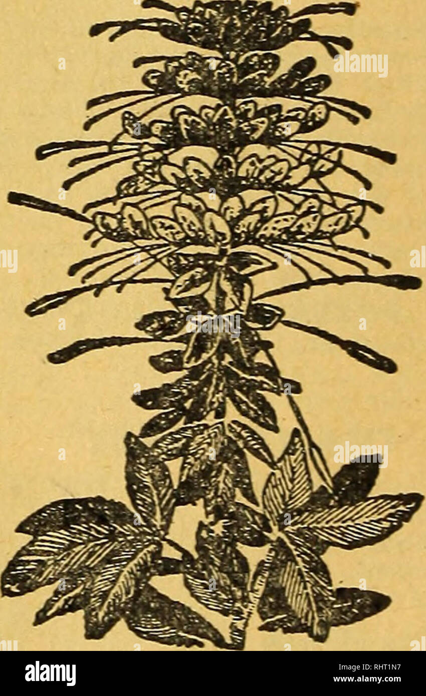 . Benton County Nursery aktuelle Angebote von Samen und Pflanzen. Baumschulen (Gartenbau), Kataloge, Obstbäumen, Kataloge; Pflanzen, Zierpflanzen, Kataloge, Blüten, Samen, Kataloge, Gemüse, Samen, Kataloge, Bäume, Kataloge. Sehr ähnlich wie die beliebten Shasta Daisy - mit der Ausnahme, dass anstelle von blüht im Spätsommer und Herbst, ist es in voller Blüte von Dekoration. Doppel süß duftende Kapuzinerkresse goldenen Schimmer. Diese doppelte Sweet-Scented Nastur-tium wurde im letzten Jahr eingeführt, und erwies sich als das Schönste in Nasturtiums überhaupt angeboten werden. Die Pflanzen bilden ein kräftiges, große Sträucher, und bei voller devel Stockfoto