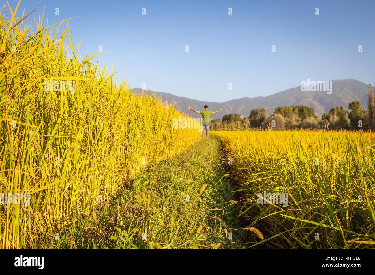Eine stehende Person mit seinen Armen in einem Reisfeld Reisfeld in Kaschmir geöffnet Stockfoto