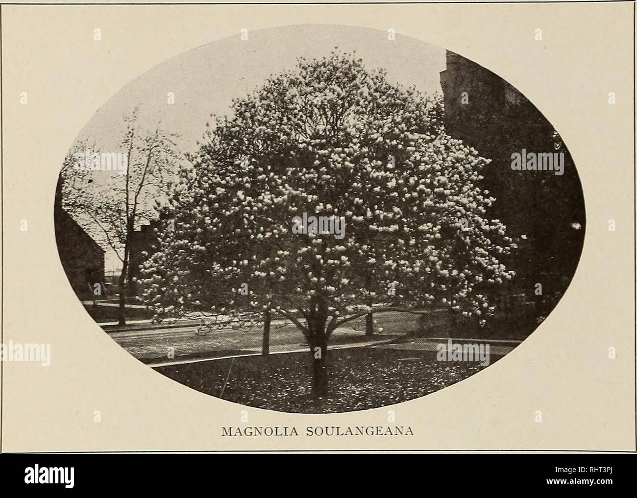 . Bessere Früchte. Obst - Kultur. Seite 36 bessere Früchte Juni. und btraightwa} - der Buj ein Obstgarten und widmet sich der Beschaffung von Äpfeln. Er kann nicht helfen; die Luft ist mit Äpfeln; das Thema aller Conversa handelt es sich um Äpfel, die Apple Orchard ist immer vor der Vision, und es ist ein starker Mann, der den Anruf widerstehen kann." Es ist unser Klima, unsere Erde, unser Geist der Begeisterung, wie oben, die angegeben ist, die nordwestlich der größte Apple produziert Abschnitt in der Welt. Unsere Begeisterung, Aggressivität, Energie und Fähigkeit nicht helfen aber Zauber Erfolg. jIy Position in der Fru Stockfoto