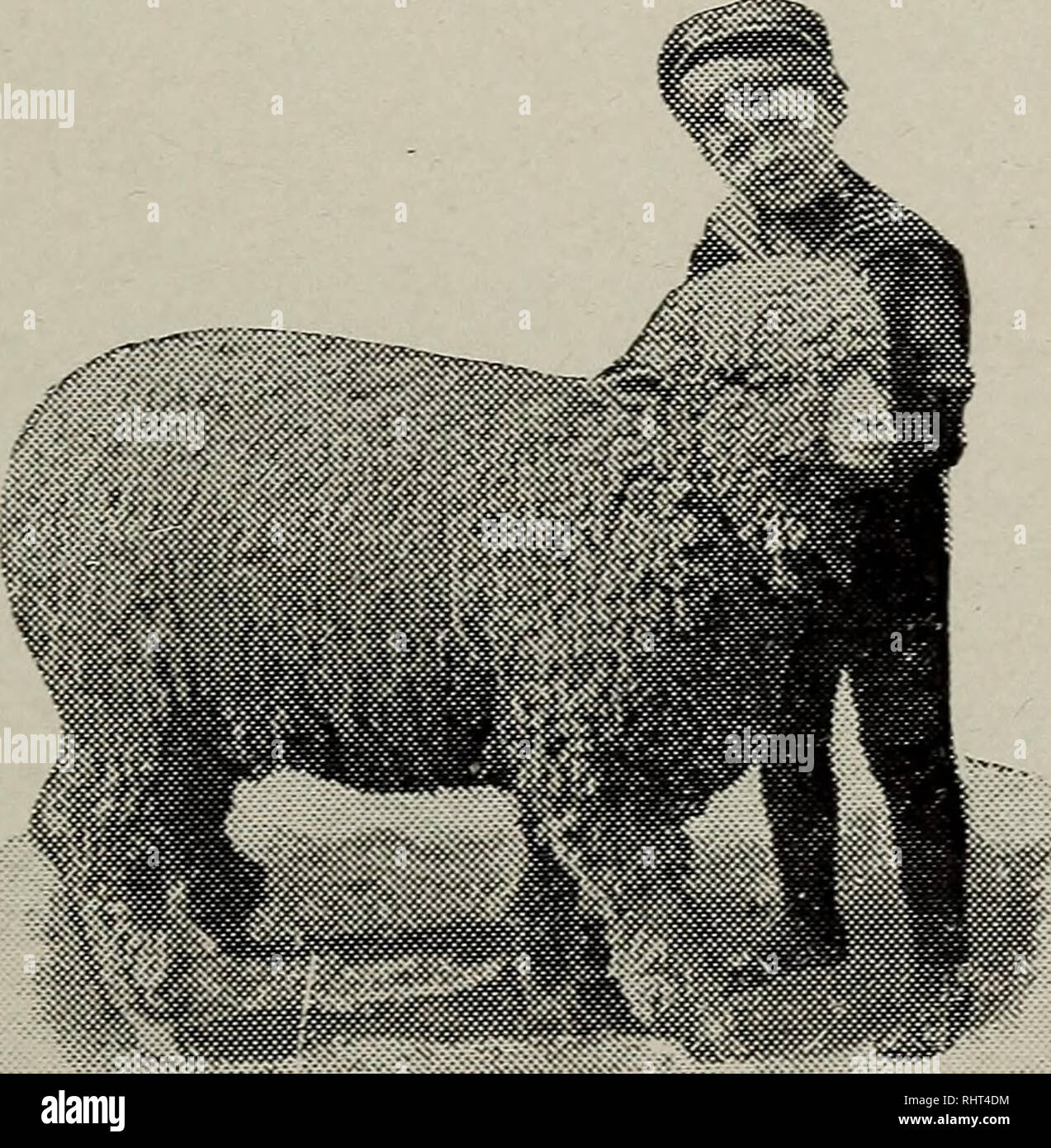 Biggle Schaf Buch Schafe Der Hirte Ich 37 In Der Futterung Heu Oder Stroh In Regalen Sehen Dass Es Im Rack Geht Und Nicht Die Halfte Unter Ihren Fussen Fur Bettwasche