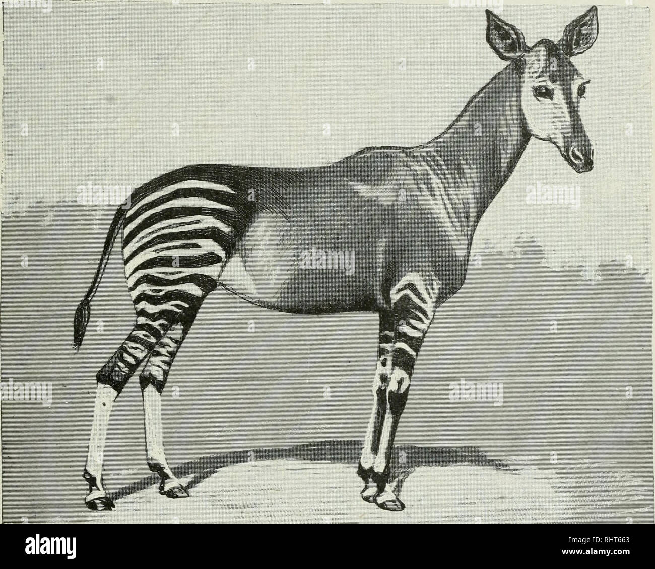. Großwildjagd in Afrika und in anderen Ländern; das Erscheinungsbild, Gewohnheiten, Charakterzüge und jedes Detail der wildlebenden Tierwelt... Jagd -- Afrika; das Verhalten der Tiere. Die GESCHICHTE DER WAPL 217 Mann hat versprochen, alles in seiner Macht Stehende zu tun, um ein oder mehrere Muster der okapi für Sir Harry von den Eingeborenen seines Bezirkes zu erhalten. Einige Monate später, als Sir Harry Johnston zu den zivilisierten Teil der Uganda Protektorat zurückgekehrt war, erhielt er durch Boten von Herrn Ericsson eine komplette Haut, einschließlich der Hufe, und zwei Schädel Der okapi. Eine der bemerkenswertesten Fakten in dieser Geschichte ist t Stockfoto