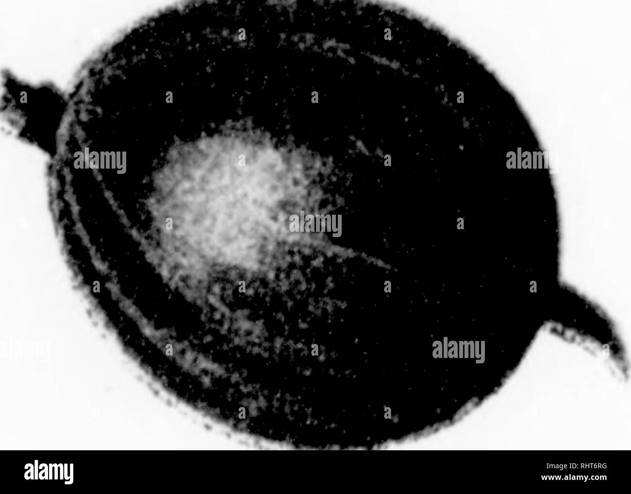 . Biggle berry Buch [microform]: Kleine Früchte Fakten von Bud box konserviert in verständlicher Form. Obst - Kultur. PEARL DOWNING FARBPALETTE Kapitel XIV MARKETING schaffen einen Ruf für ehrlich, einheitliche, hochwertige Pro-dukte und dann bis zu Leben, ihre Drand.-F^rmev Vincent. Es gibt verschiedene Arten von Sellin^r l^ erries Nachdem Sie sind gewachsen, und der beste Weg für ein Anbauer möglicherweise nicht der beste Weg, für andere. (Im Allgemeinen ist es eine gute Idee, den heimischen Markt zu bieten alles, was Sie können, Versand der Überschuss, wenn überhaupt, in der Nähe von Städten. Man kann sich erkundigen, zu den regelmäßigen Kunden zu liefern, oder Stockfoto