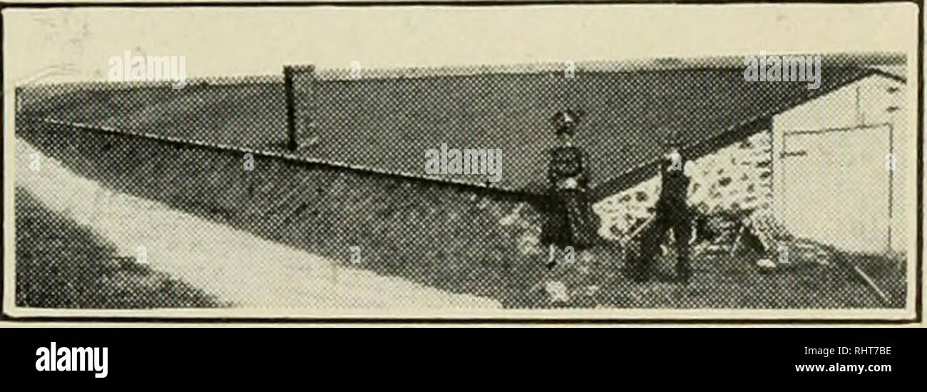 . Biggle Garten Buch; Gemüse, kleine Früchte und Blumen für Vergnügen und Profit. Gartenbau, Gemüsebau. Spargel. Rhabarber. Meerrettich Jl im Frühjahr oder im Herbst, gut mit Laub bedeckten. Ein morgen Set 3 x 4 Fuß, erfordert 3.630 Wurzeln. Keine Stiele sollten der erste Sommer gezogen werden; ein leichtes Erntegut die zweite Saison; eine volle Ernte, der Dritte. Anbau beginnt im frühen Frühling und Con-tinues bis zum Herbst, wenn ein schweren Mantel von Dünger sollte angewandt werden. Saatgut - Stiele sollten abgeschnitten werden gesehen, um alle die Kraft der Pflanzen in sich selbst zu werfen. Eine Plantage ist gut für über zwanzig Jahre, aber Stockfoto