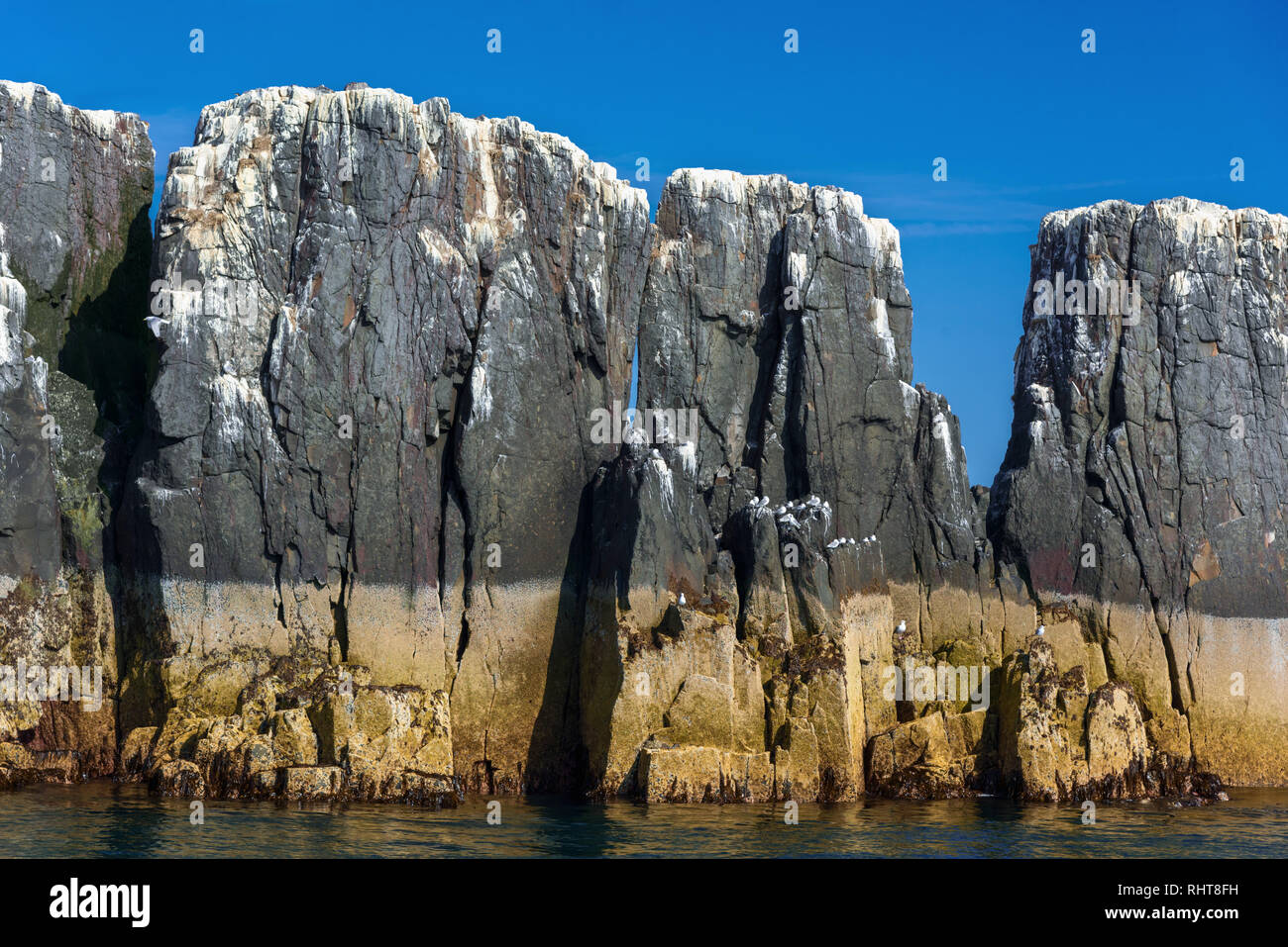 Schwarz-legged Dreizehenmöwe, Farne Islands, Northumberland, Großbritannien Stockfoto