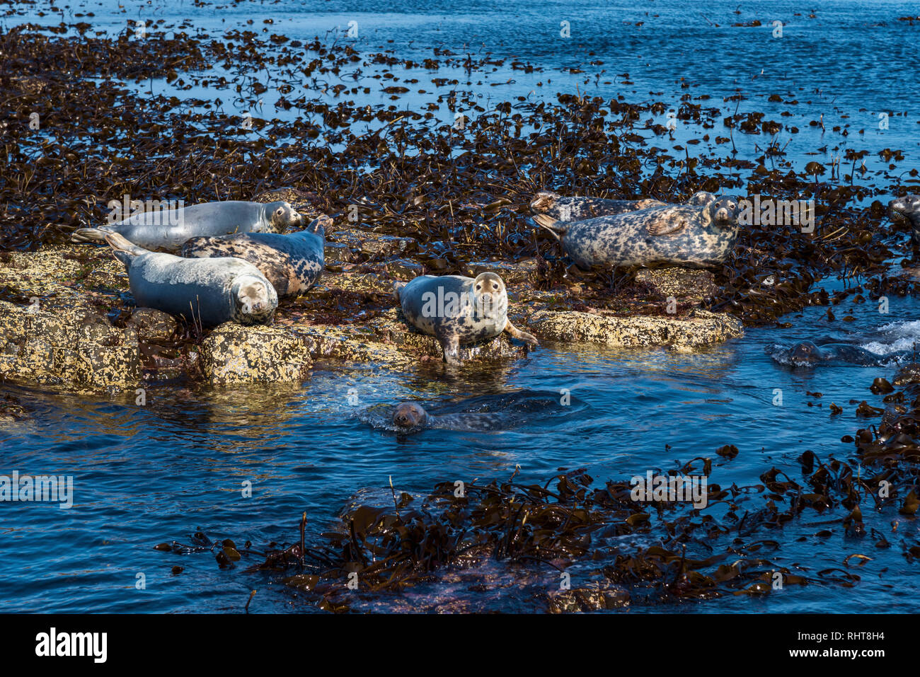 Graue Dichtungen, Farne Islands, Northumberland, Großbritannien Stockfoto
