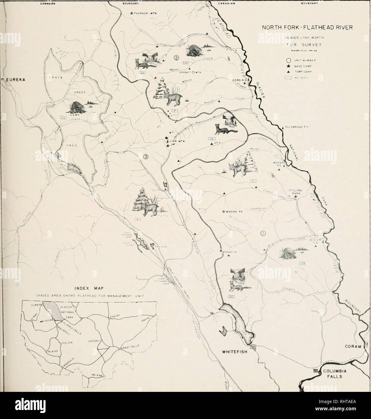 . Zweijahresbericht, Montana Wild und Fisch Kommission, Zustand von Montana. Montana Fisch und Wild Kommission; Spiel; Artenschutz; Fischerei. unseasonable Regen und nasser Schnee trat in den frühen Winter 1941/42. Es wird vermutet, dass dieses etwas ungewöhnliche klimatische Bedingung kann die Gewohnheiten der Marder in diesem Zeitraum getätigt haben. Dies wird eingehend während der jetzigen Winter überprüft werden. Die wichtigsten Winter Lebensmittel der Marder waren Schneeschuh Kaninchen, Eichhörnchen, Mäuse und Auerhahn, in der aufgeführten Reihenfolge. Die Verwendung von Aas wurde auch festgestellt. Die im Lieferumfang enthaltene tabulatio Stockfoto