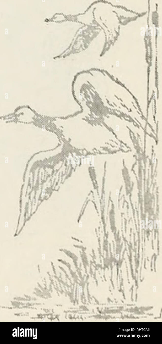 . Zweijahresbericht, Montana Wild und Fisch Kommission, Zustand von Montana. Montana Fisch und Wild Kommission; Spiel; Artenschutz; Fischerei. An Seine Exzellenz, Herrn J.E.Erickson, Gouverneur von Montana, Helena. Der Staat Fisch und Wild Kommission hiermit Respekt - Vollständig übergibt den Zweijahresbericht der Aktivitäten des Department dargelegt wird, Leistungen, die in den Jahren 1931 und 1932. MONTANA STATE FISCH UND WILD KOMMISSION W. S. Sullivan, Vorsitzender William Steinbrenner Harry S. Stanford William F. Flynn B.L. Preis Charles B. Marrs, Fisch und Wildhüter und Sekretär Stockfoto