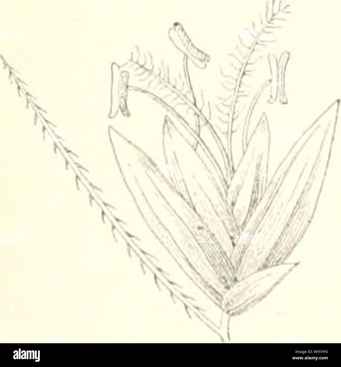 . Bibliotheca Botanica. Pflanzen. Systematisches Yerzeicliniss der Klettpflanzen. Gramina. Leersuf oryzoides 8 w. wird, wie E)><! I II. Ich ;- vcnimtlict, mittels des zarten, dichten Besitzes von Wimi) crli: ik (Mi; iii) clzcn denSi durch ziciiciidc W; isserv (ii; cl (Steissfüsse, Enten, Wasserliiiliner) aus Südeurojia bi.s zur Küste norddeutsciien ritct verhi'. Von den in Süd- und Mittelanierika heimischen P/(r () V (s-Arten besitzen; einii - e zweifellos einen sputen. Klettaiiparnt dneli sind Fälle von Verselilep [Uin, i; - nielit heohaehtet. S. tjloclddintus Presl. Hut; in der Spitze iiaki, ich; -- fi Stockfoto
