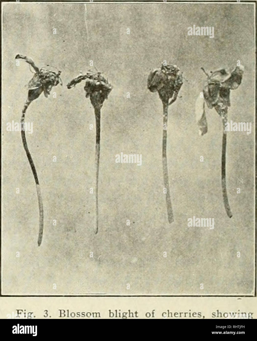 . Bessere Früchte. Obst - Kultur. F.E. MYERS K BRO. n JRANGEST. ASHLAND. 0 HIO. Ich ^j^l^^^ llITcBfn TTTiTm pazifischen Nordwesten Distributoren Portland, Oregon, Spokane, Washington, April 1921 R ICH ''er Zeit zu Spray ist ein Import--1 ant berücksichtigt werden, aber es können keine festen Regeln, da sehr auf die Wetterbedingungen und eine orchardist abhängen wird; sie muss seine besten Richter verwenden. Für allgemeine Versicherung Die oben genannten Zeitplan wird empfohlen und sollten eingehalten werden. In jedem Fall das erste und vierte Sprays angewendet werden sollte. Wenn die Jahreszeit trocken ist vielleicht die Zweite und Dritte können weggelassen werden, aber, wenn es Regen Stockfoto