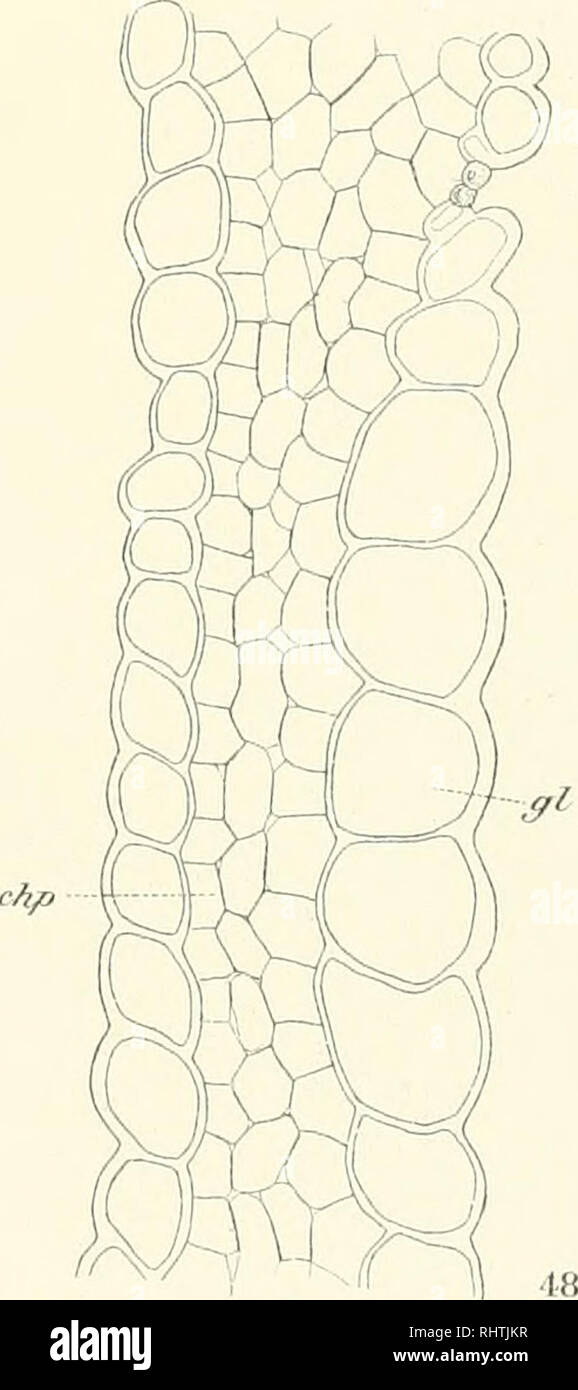 . Bibliotheca Botanica. Pflanzen. 49. ntsf^^ Verlac) von Erwin NÃ¤gel (â. Stuttcjiirt, Xi/h. r: Cor/JChner,. iYf/^/Yan'-.. Bitte beachten Sie, dass diese Bilder sind von der gescannten Seite Bilder, die digital für die Lesbarkeit verbessert haben mögen - Färbung und Aussehen dieser Abbildungen können nicht perfekt dem Original ähneln. extrahiert. Stuttgart, E.Schweizerbart [etc. ] Stockfoto