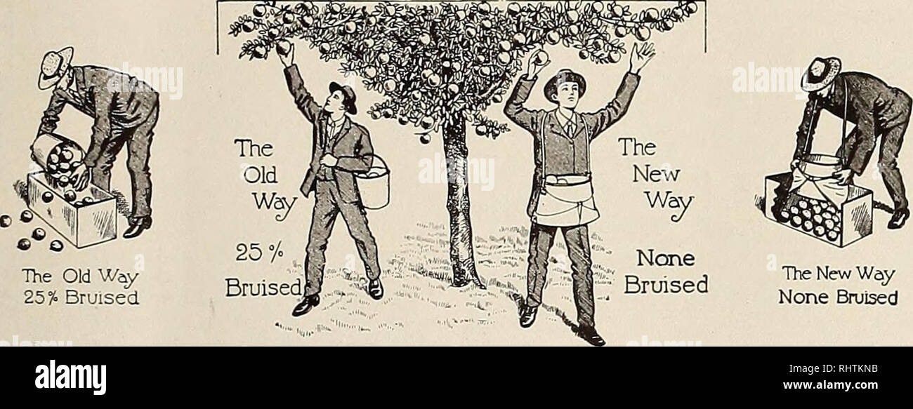 . Bessere Früchte. Obst - Kultur. Ich (J11 bessere Früchte Seite 6 j WIR SIND SCHWERE BETREIBER IN FELD ÄPFEL und Th drei bi g P OHREN EACHES RUNEN wir mehr, Äpfel als jede Sorge in Ohio Griff und wollen von jedem Anbauer und Versender, die haben entweder große oder kleine viel zu bieten zu hören. Lassen Sie uns, von Ihnen zu hören. Unsere Spezialität, BOX ÄPFEL E.N. PREIS &Amp; COMPANY, Cincinnati, Ohio REFERENZEN: JEDE BANK ODER CREDIT AGENCY. Der alte Weg 25% Gequetschten der Neue Weg keine Gequetschten dieses Schiffes durch Gartenbau Hochschulen, Obst Verbände und Züchter unterstützt wird. Sie können es sich nicht leisten, ohne sie zu sein. Jede auf Stockfoto