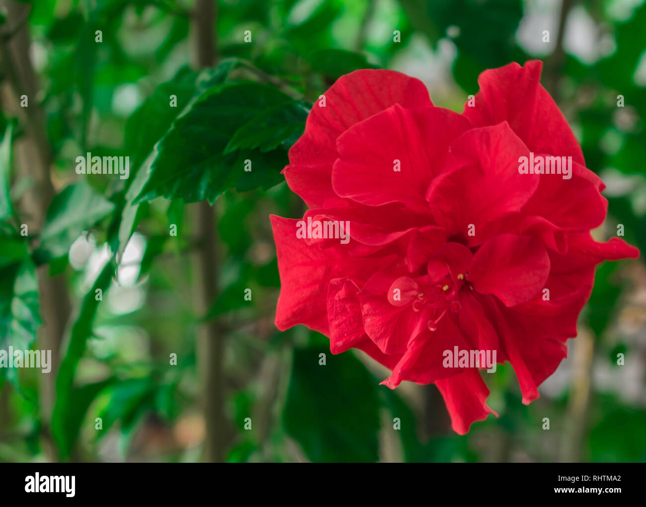 Einzelne Blume in Rot Stockfoto