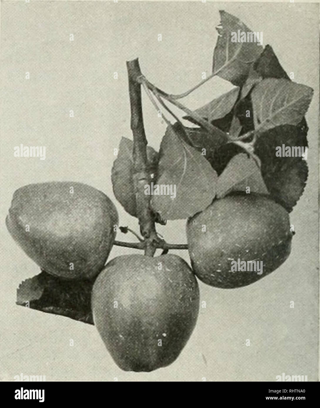 . Bessere Früchte. Obst - Kultur. Frc. rRE 5-Cluster von Barry Äpfel. Zentrale AP]) Le nicht so deutlich wie die anderen zwei gerippt. Die Lage auf dem Sporn und auf dem Baum. Dies gilt insbesondere für wie Baldwin, König, Chenango, Barry, König David, und zweifellos zu anderen Sorten, die nicht durch den Verfasser beobachtet. Gravenstein, Smith, Apfelwein, Rom und Ben Davis zeigen jedoch, einen viel höheren Grad der Homogenität von Stammzellen. In manchen Jahreszeiten solche Sorten wie Kahl - gewinnen Sie einen größeren Anteil der kurzen oder langen haben würde - aufgehaltene Äpfel, abhängen - ing nach Wetter, oder je nach dem, ob die zentrale Apple eines Stockfoto