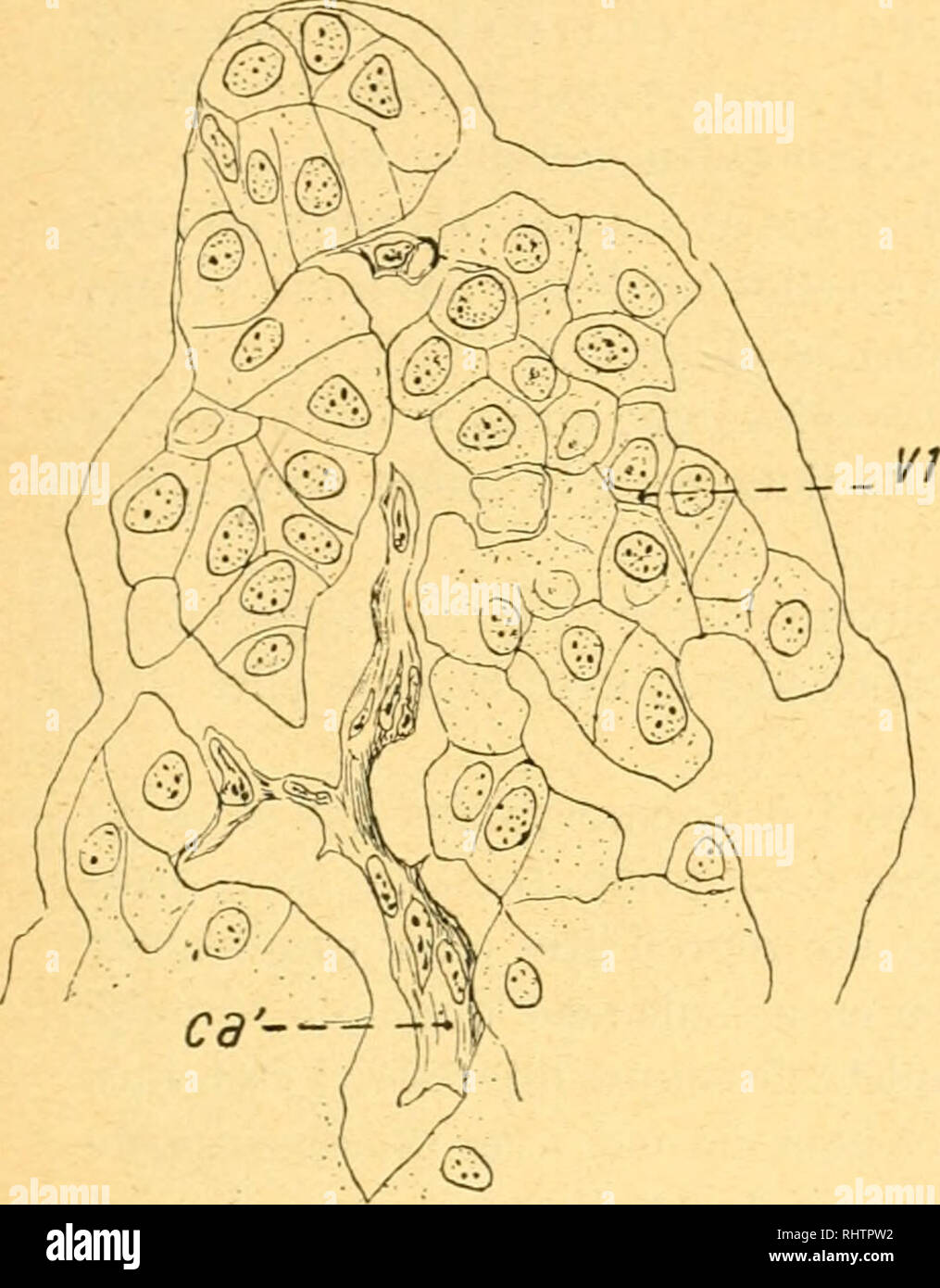 . Bibliographie anatomique. Die menschliche Anatomie, Histologie, Embryologie, Human. TRAVAUX ORIGINAUX 315 Ces petites cavités sind remplies par un petit Käsebruch qui était exac - tement moulé sur Elles, Car il reproduit Leur forme de Façon très précise; Mais entre Lui et la paroi existe généralement une assez Große fente circus cirkus - laire durch au retrait. Ce Käsebruch est évidemment un produit de sécrétion des cellules voisines; il prend très vivement l'éosine dans les Coupes colorées par hémalun - éosine; Il est également avide d'acide picrique dans la Färbung par le picro-ponceau; mais Il se Laisse teindre p Stockfoto