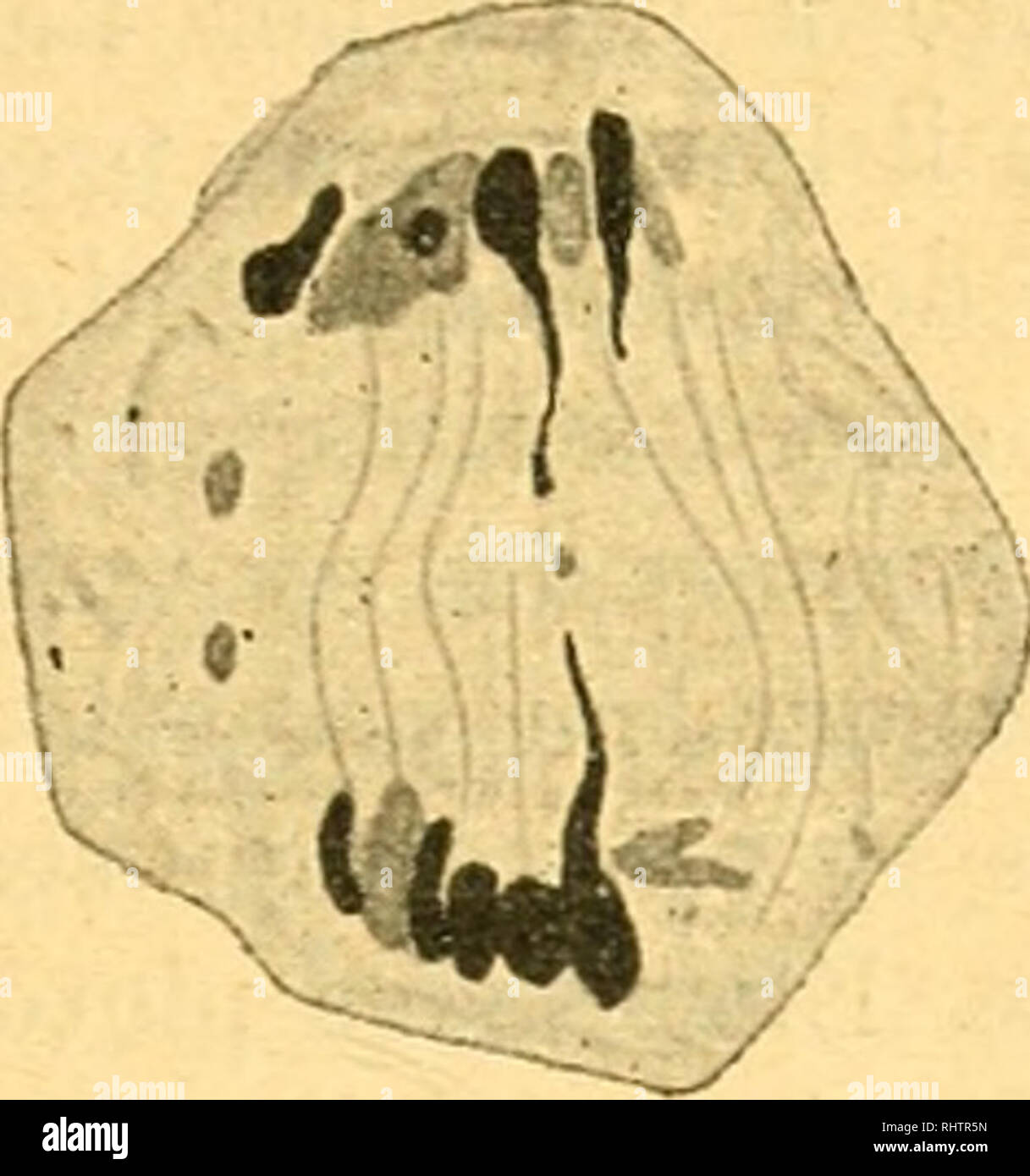 . Bibliographie anatomique. Die menschliche Anatomie, Histologie, Embryologie, Human. TUAVAUX ORIGINAUX-239 III. L'Anaphase est caractÃ©risÃ©e par la Segmentierung des tronÃ § ons chromatiques qui s'Ã©tirent à Leur nebenklägerin Moyenne, se rompent et consti-tuent des Chromosomen^ dont La forme est Celle d'une Poire ou d'un bÃ¢ tonnet Gericht et trapu. Ces Chromosomen se tassent contre les uns les autres Ehemalige deux Plaketten Ã © quatoriales qui Gießen, d'abord contiguÃ". Â" H. 19 20 n • Ich^^ 0 LF. 22 23 24 25 IV Les fii) iires 19 à 21 se rapportent à l'anaphase. Remarquer les Aspekte Taucher des Fasern du fuseau. Lu liy' iire 19. Stockfoto