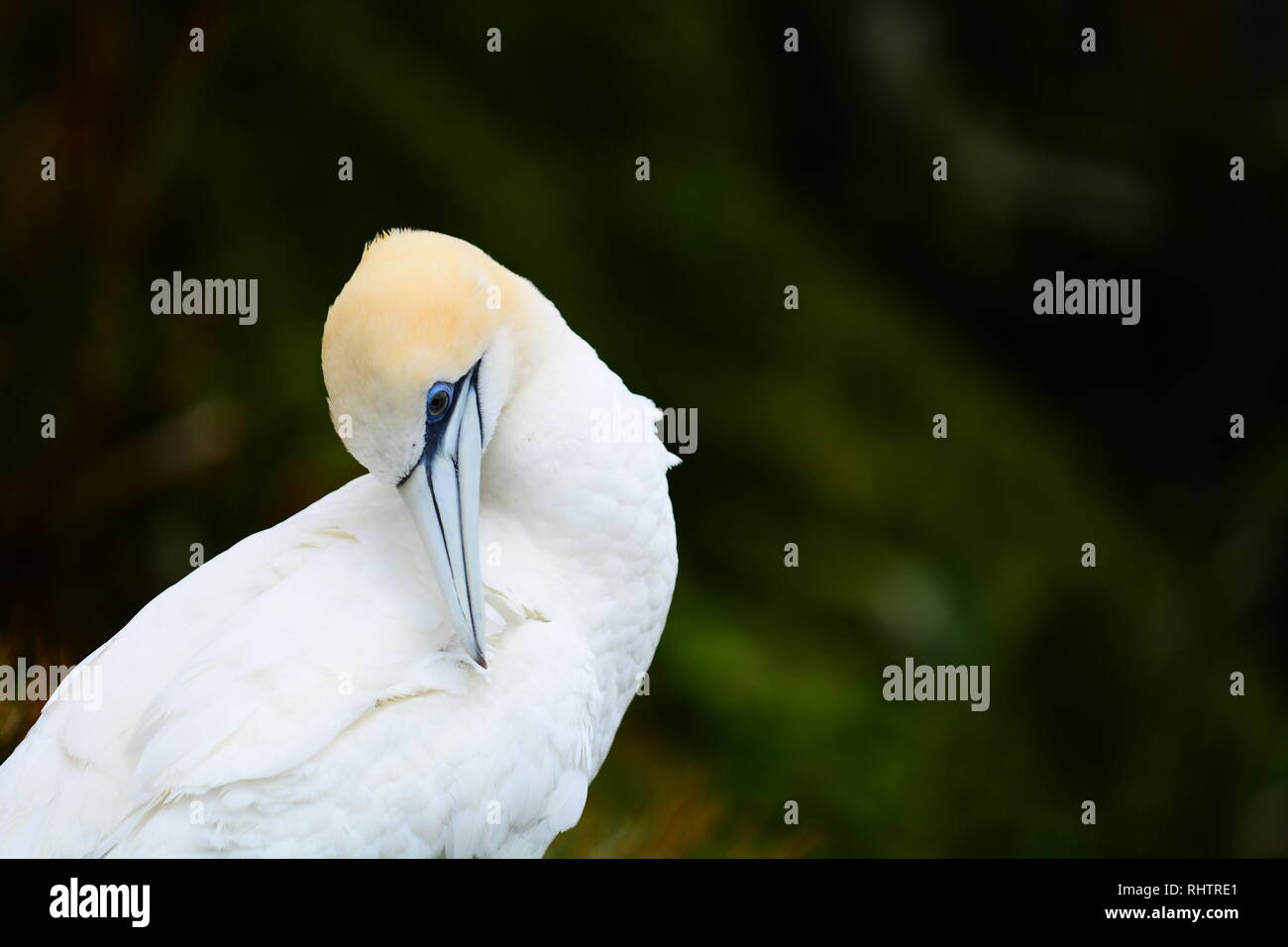 Eine Nahaufnahme Foto eines Gannett (Morus serrator), Seevögel und ein fantastischer Fisch Jäger. Die muriwai gannet Kolonie, Neuseeland. Stockfoto