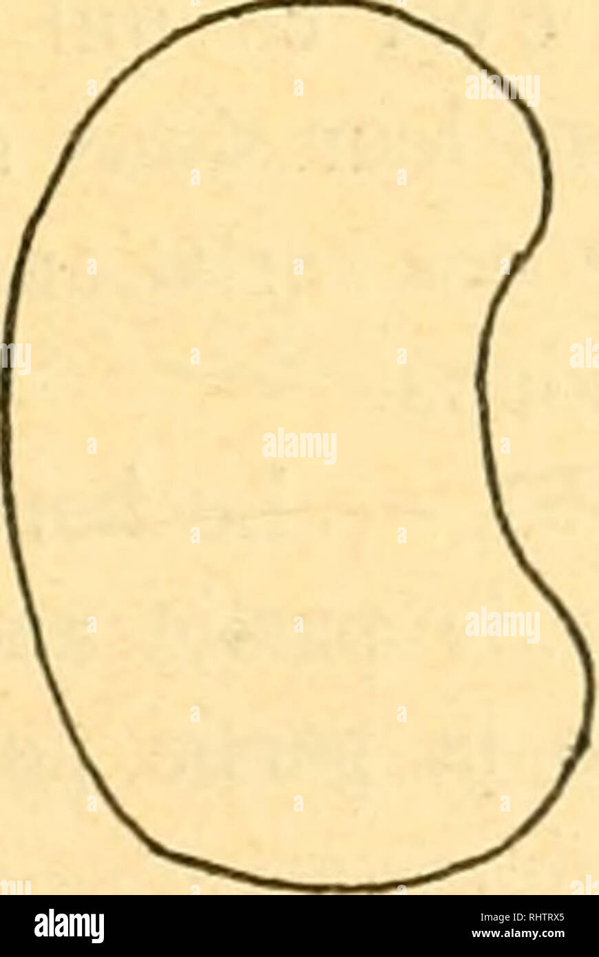 . Bibliographie anatomique. Die menschliche Anatomie, Histologie, Embryologie, Human. . Bitte beachten Sie, dass diese Bilder sind von der gescannten Seite Bilder, die digital für die Lesbarkeit verbessert haben mögen - Färbung und Aussehen dieser Abbildungen können nicht perfekt dem Original ähneln. extrahiert. [Paris: Berger-Levrault et Cie Stockfoto