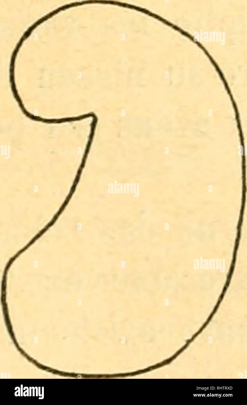 . Bibliographie anatomique. Die menschliche Anatomie, Histologie, Embryologie, Human. . Bitte beachten Sie, dass diese Bilder sind von der gescannten Seite Bilder, die digital für die Lesbarkeit verbessert haben mögen - Färbung und Aussehen dieser Abbildungen können nicht perfekt dem Original ähneln. extrahiert. [Paris: Berger-Levrault et Cie Stockfoto