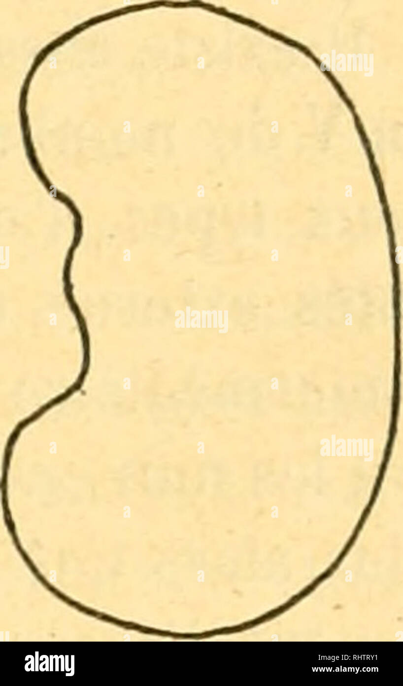 . Bibliographie anatomique. Die menschliche Anatomie, Histologie, Embryologie, Human. V VI Gesicht Gesicht Gesicht antérieure posténeure antérieure fhce posténeure. Bitte beachten Sie, dass diese Bilder sind von der gescannten Seite Bilder, die digital für die Lesbarkeit verbessert haben mögen - Färbung und Aussehen dieser Abbildungen können nicht perfekt dem Original ähneln. extrahiert. [Paris: Berger-Levrault et Cie Stockfoto