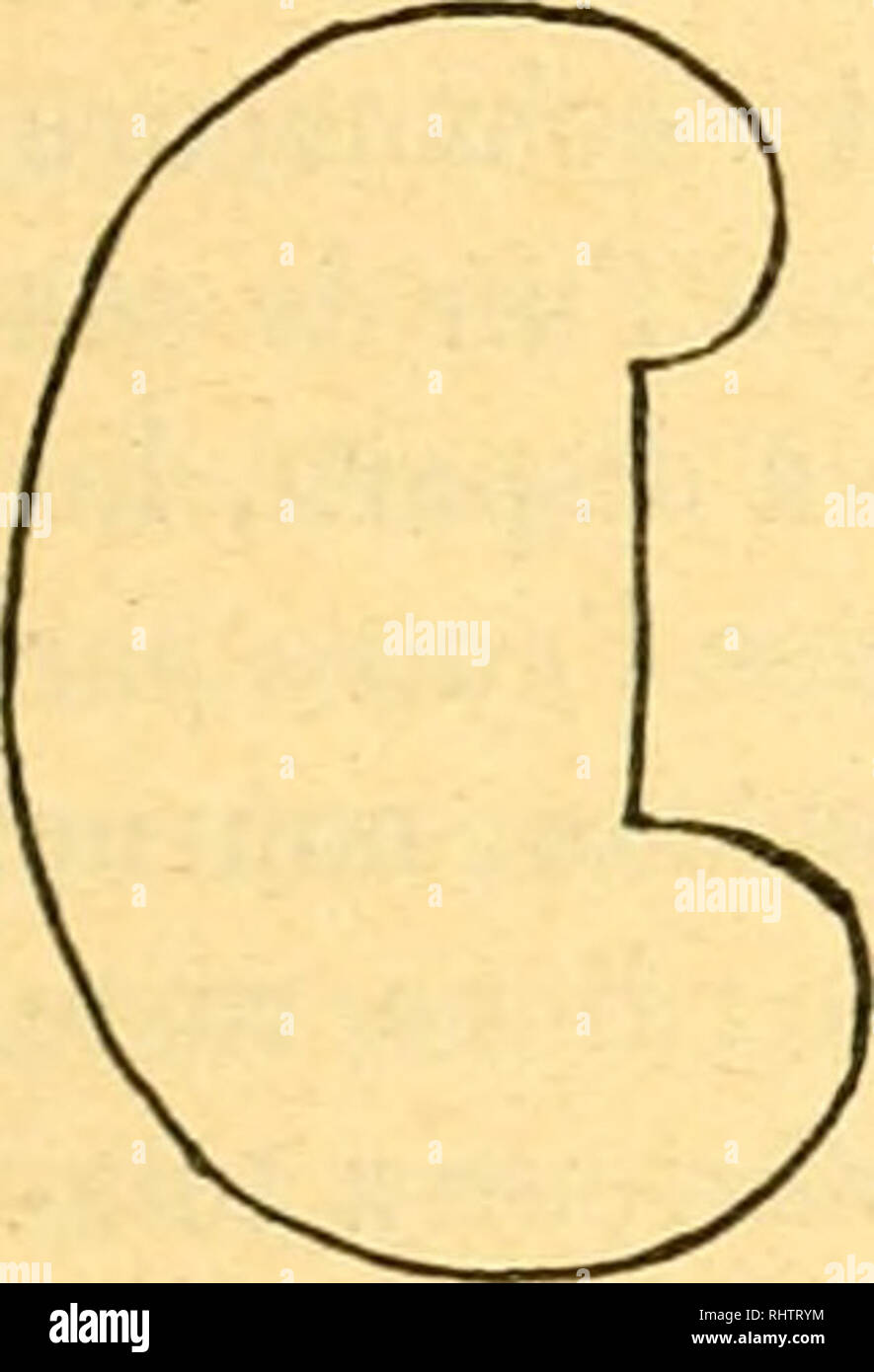 . Bibliographie anatomique. Die menschliche Anatomie, Histologie, Embryologie, Menschliche. m IV êce antérieure Gesicht posténeure^ ce antérieure postérieure, Gesicht. Bitte beachten Sie, dass diese Bilder sind von der gescannten Seite Bilder, die digital für die Lesbarkeit verbessert haben mögen - Färbung und Aussehen dieser Abbildungen können nicht perfekt dem Original ähneln. extrahiert. [Paris: Berger-Levrault et Cie Stockfoto
